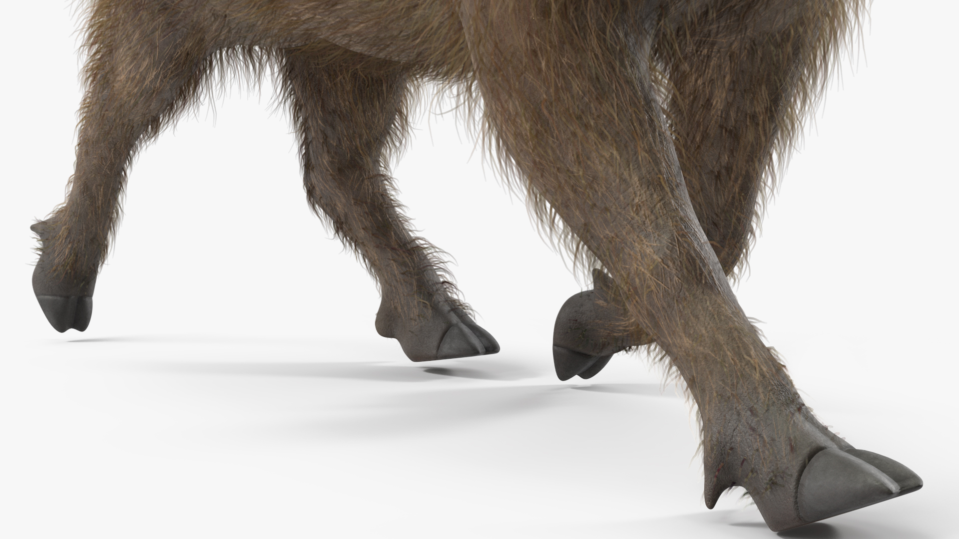 African Boar Walking Pose Fur 3D model