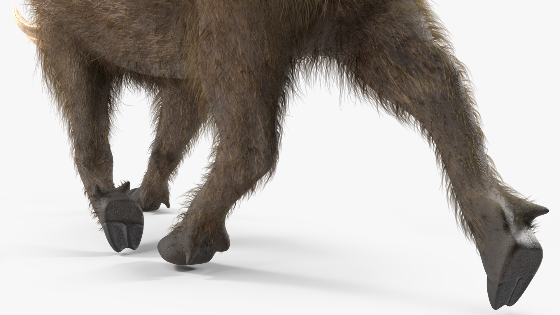 African Boar Walking Pose Fur 3D model