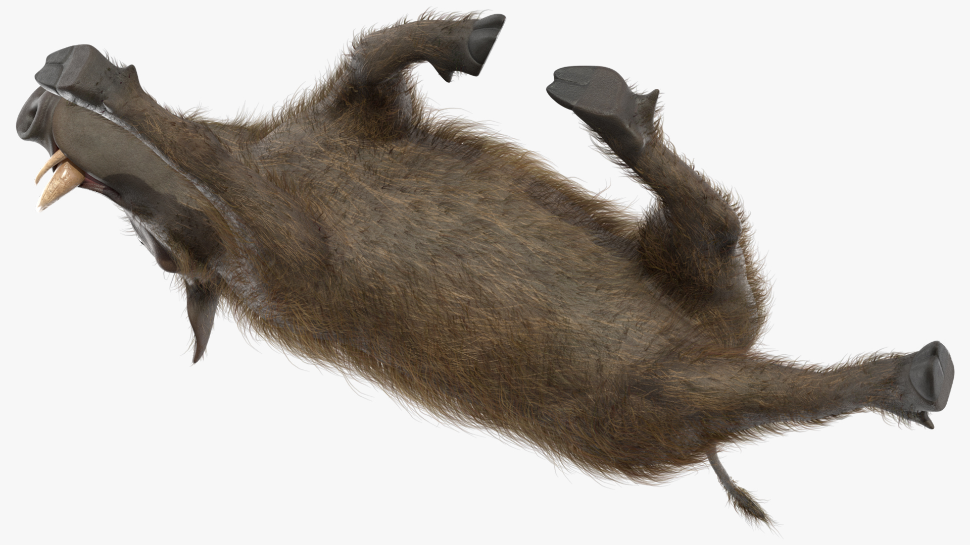 African Boar Walking Pose Fur 3D model