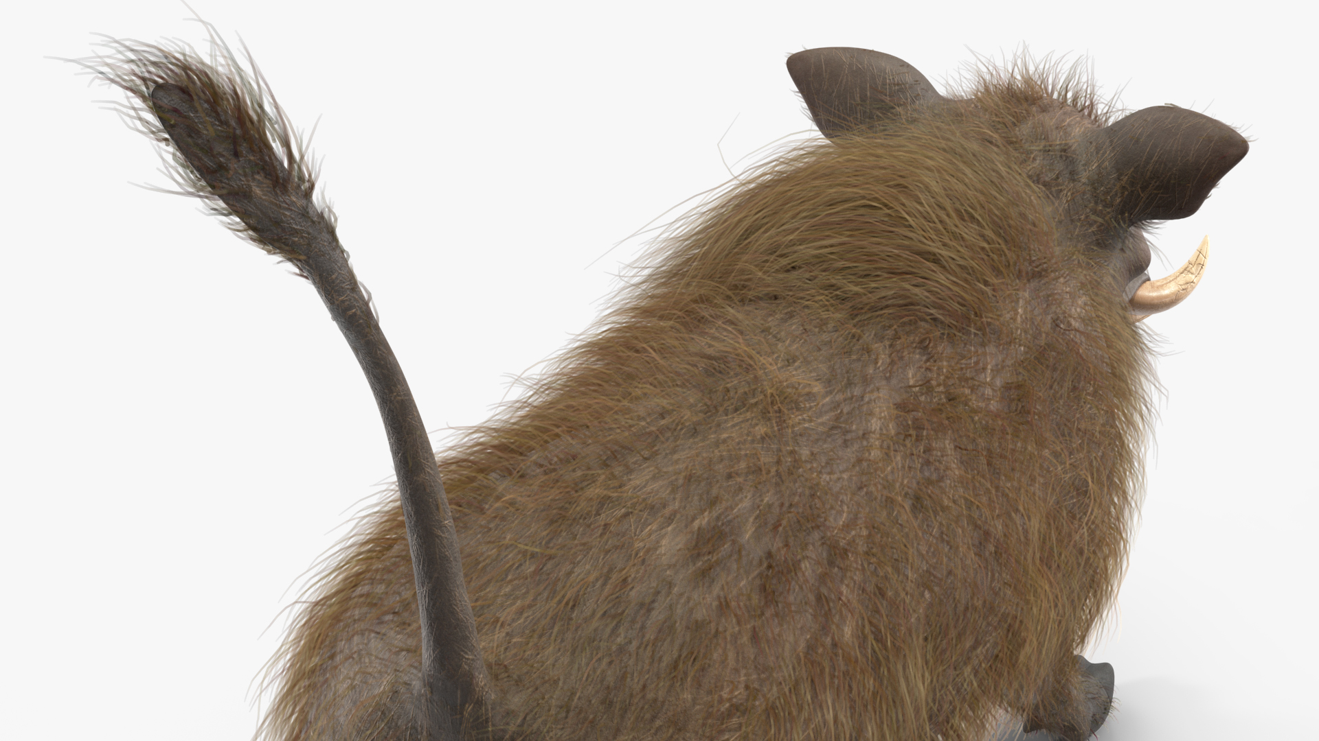 African Boar Walking Pose Fur 3D model
