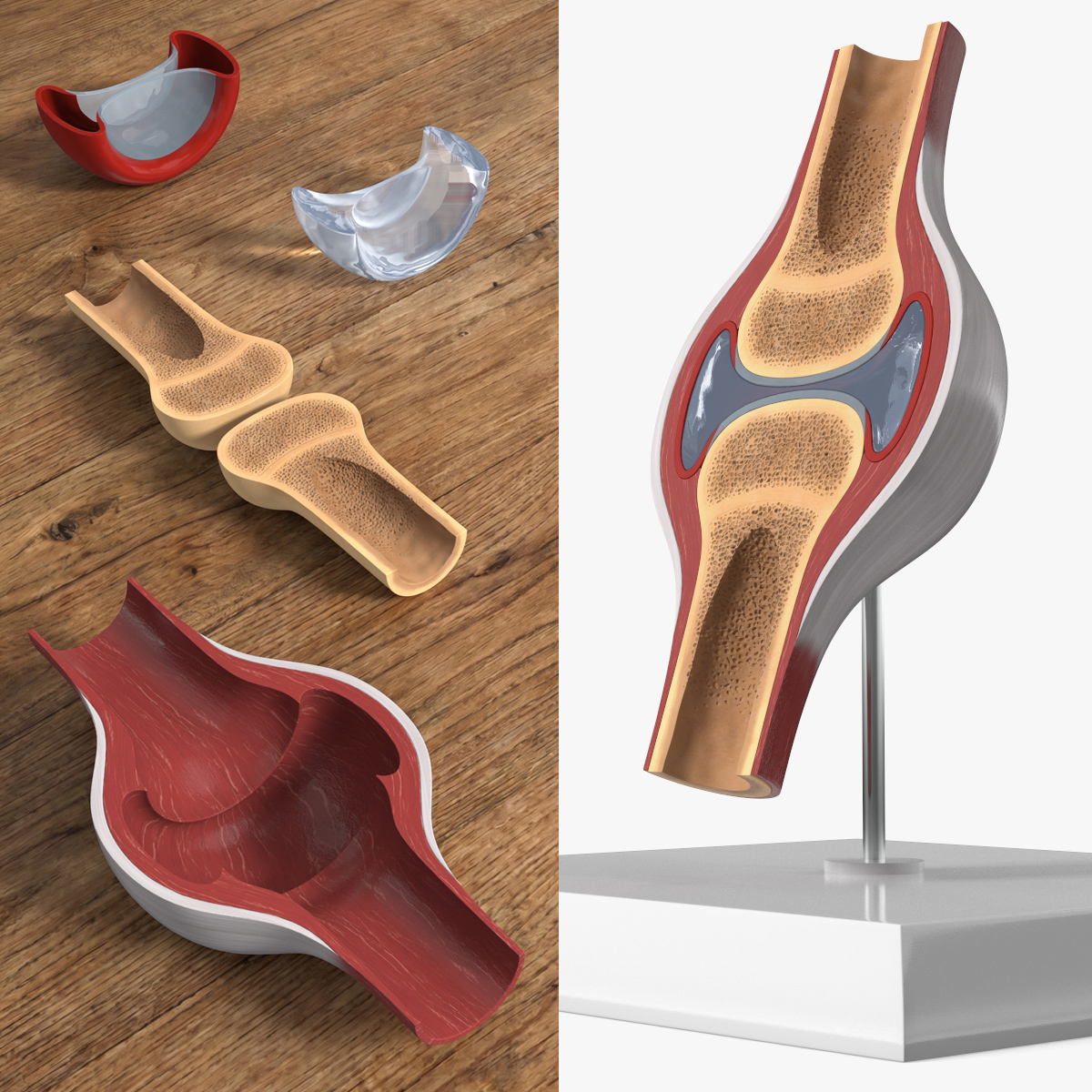 Anatomical Joint Model on Stand 3D model preview