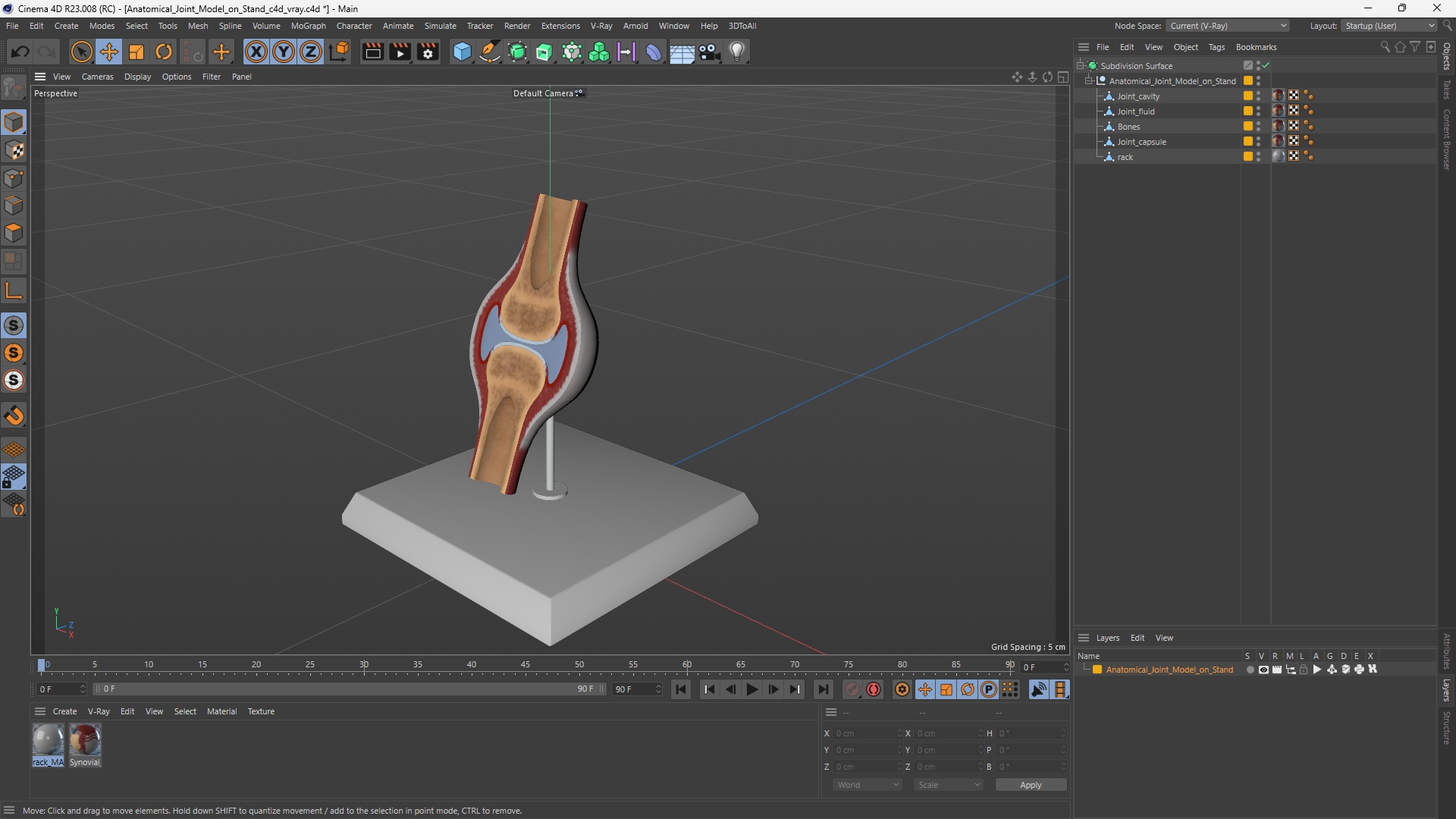 Anatomical Joint Model on Stand - view 12