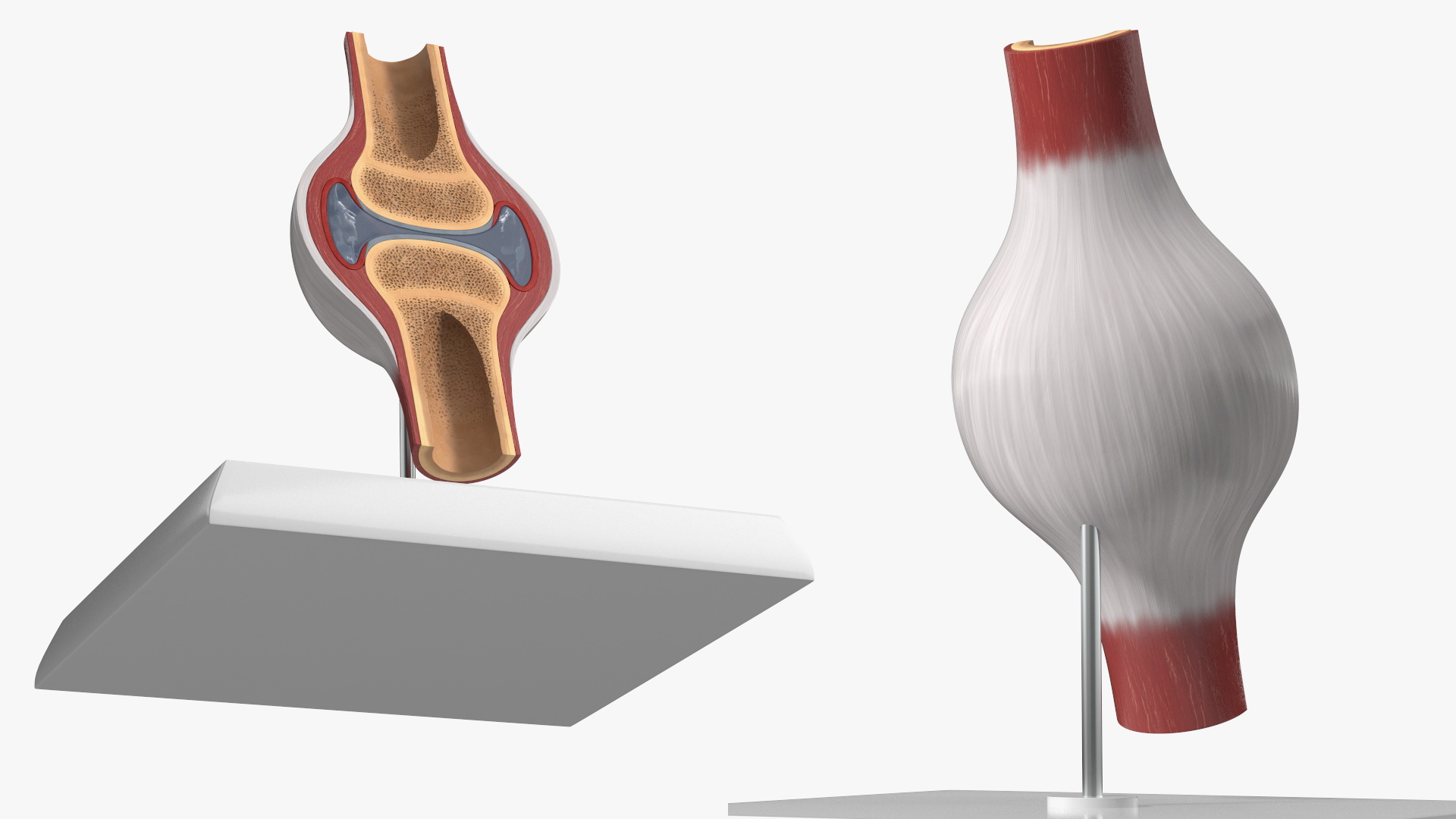 Anatomical Joint Model on Stand - view 4