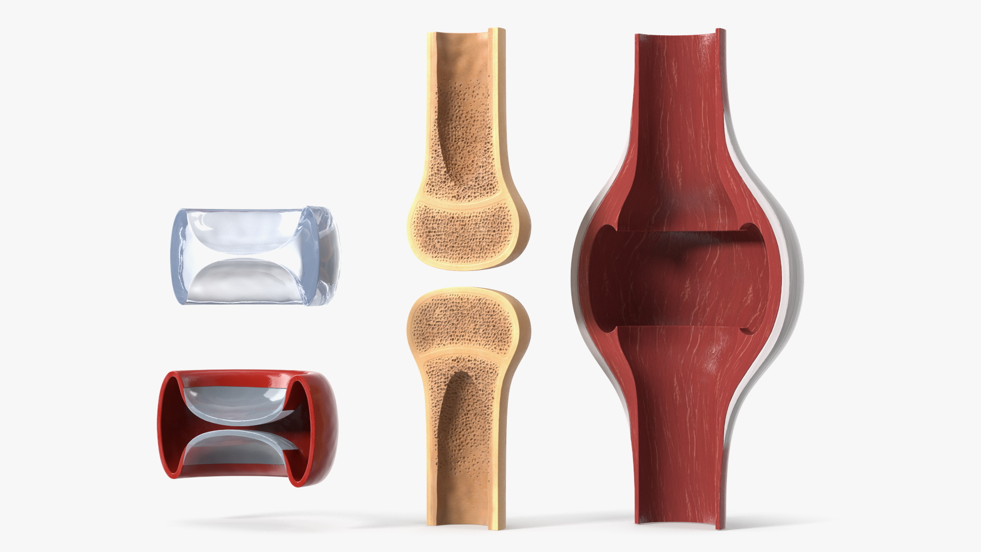 Anatomical Joint Model on Stand - view 5