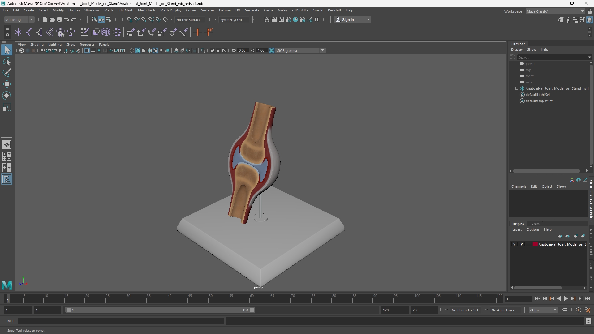 Anatomical Joint Model on Stand - view 11
