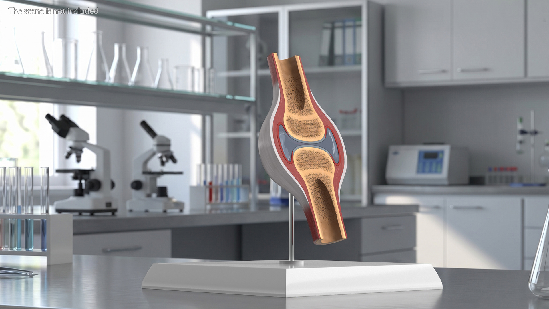 Anatomical Joint Model on Stand - view 2