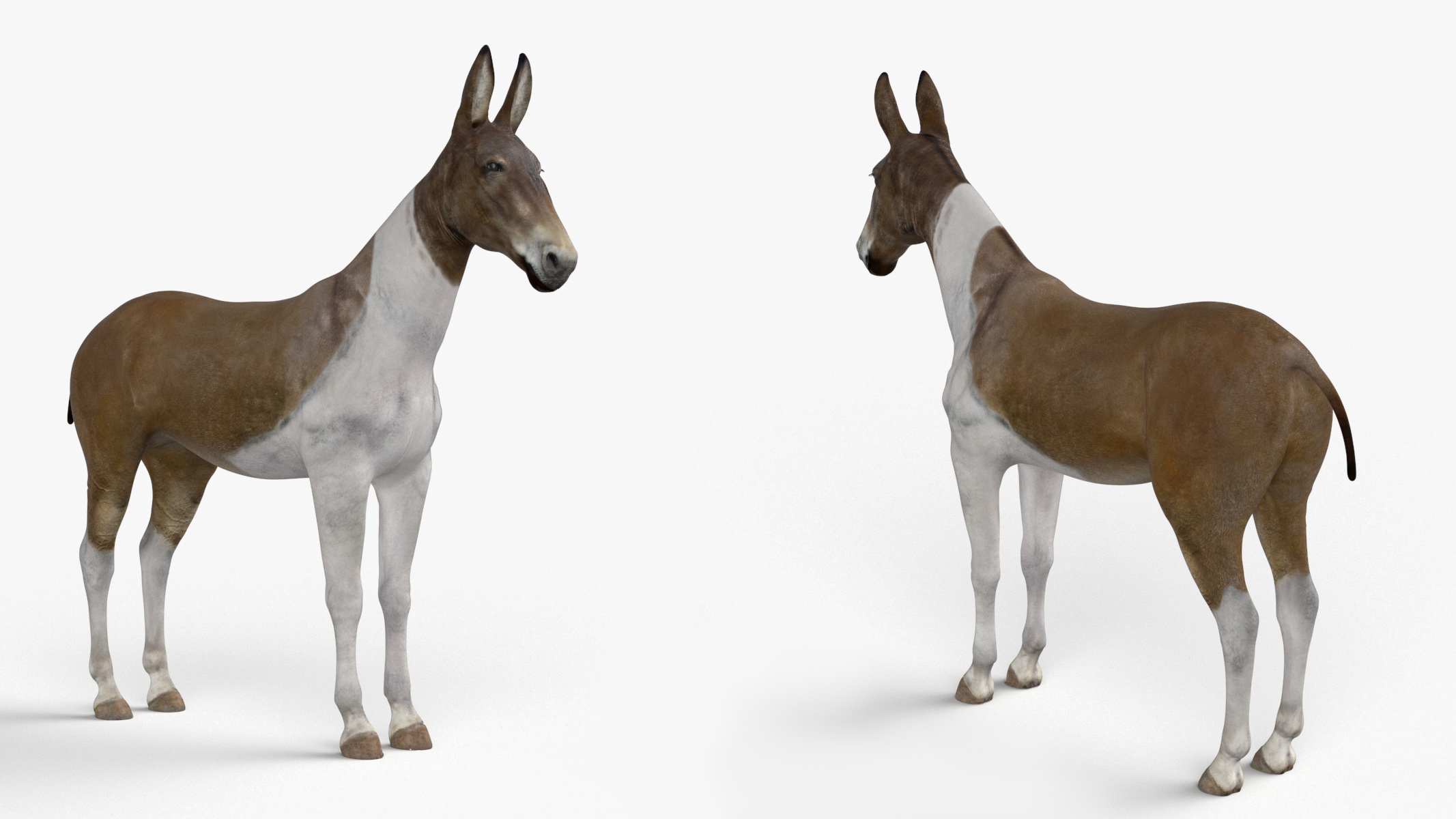 3D model Mule Rigged for Maya