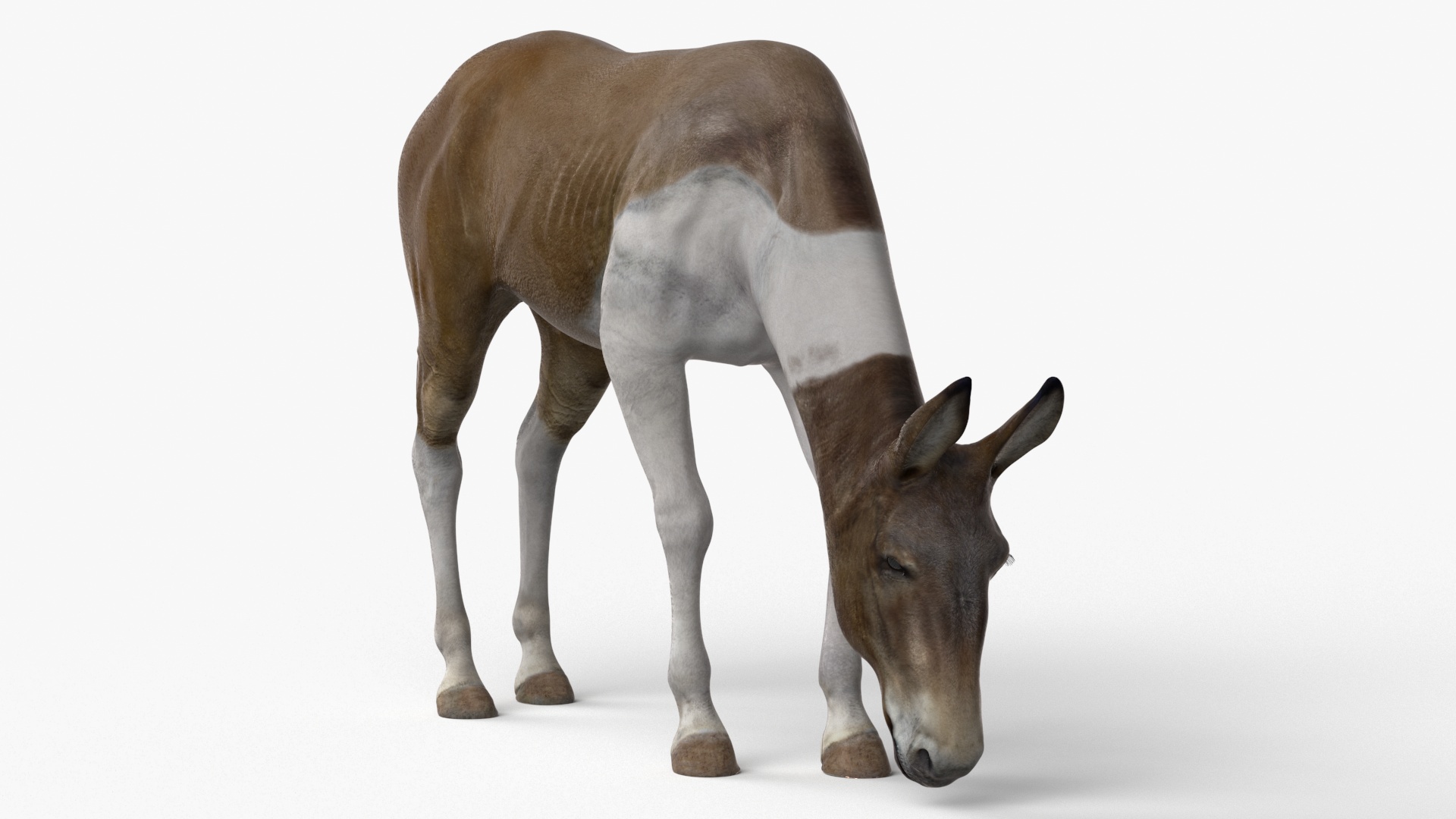 3D model Mule Rigged for Maya