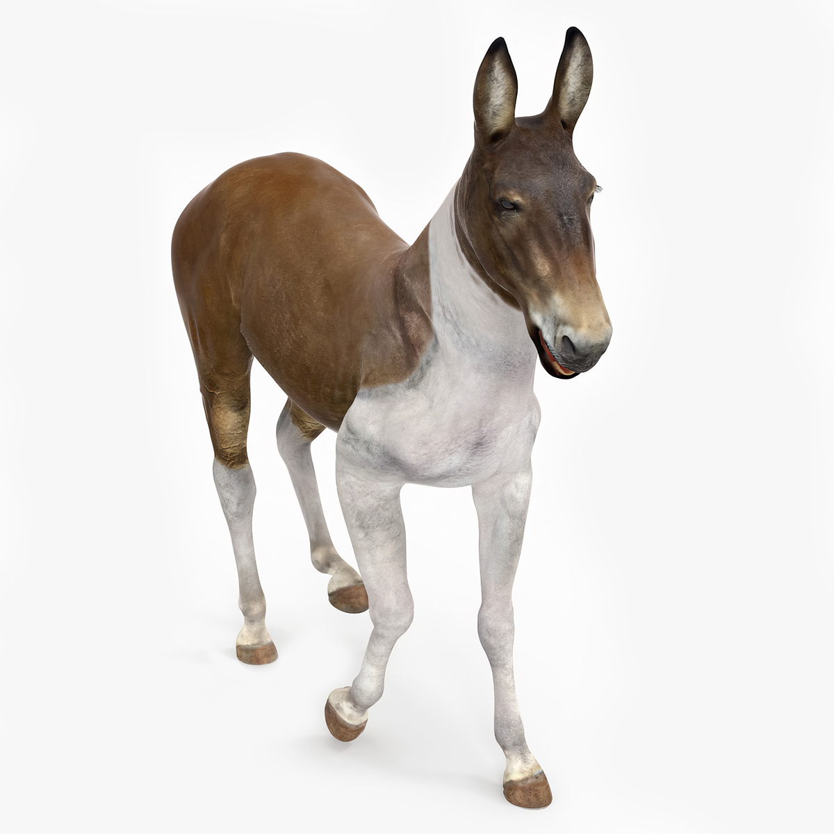 3D model Mule Rigged for Maya