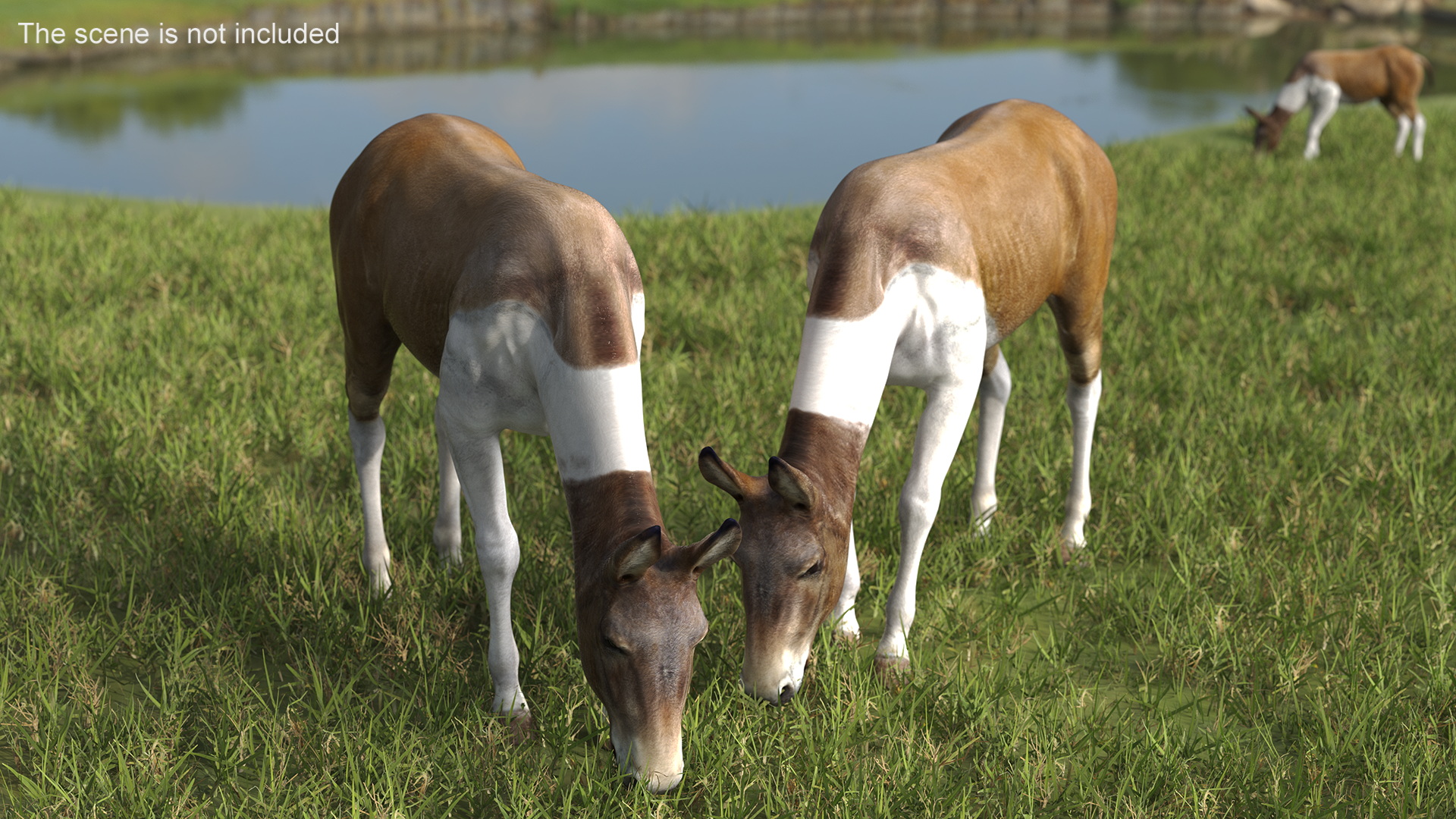 3D model Mule Rigged for Maya