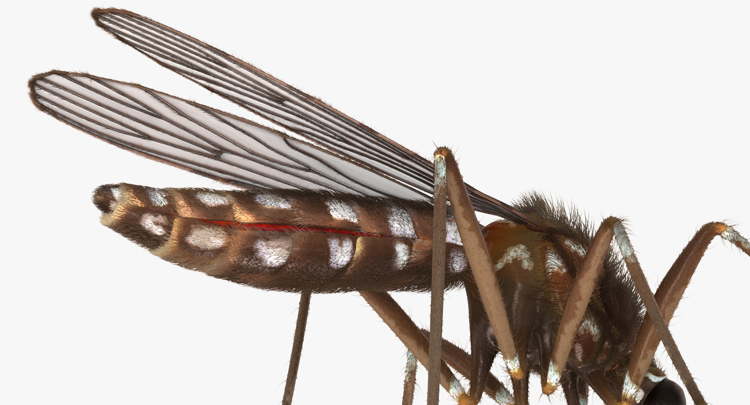 Mosquito Pose 2 with Fur 3D model