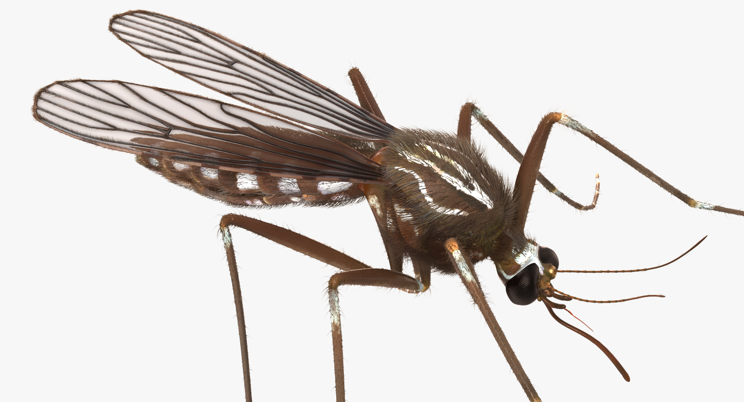 Mosquito Pose 2 with Fur 3D model