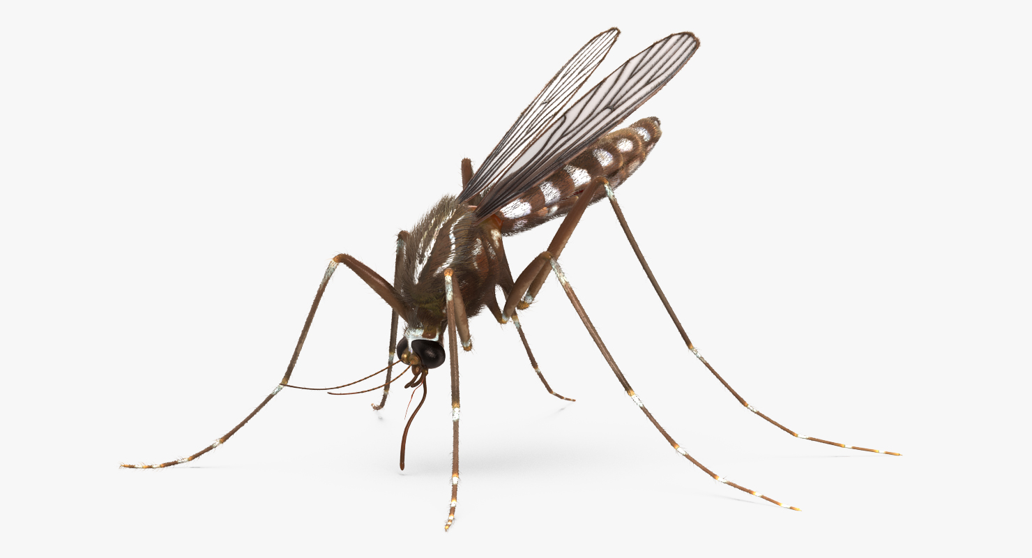 Mosquito Pose 2 with Fur 3D model