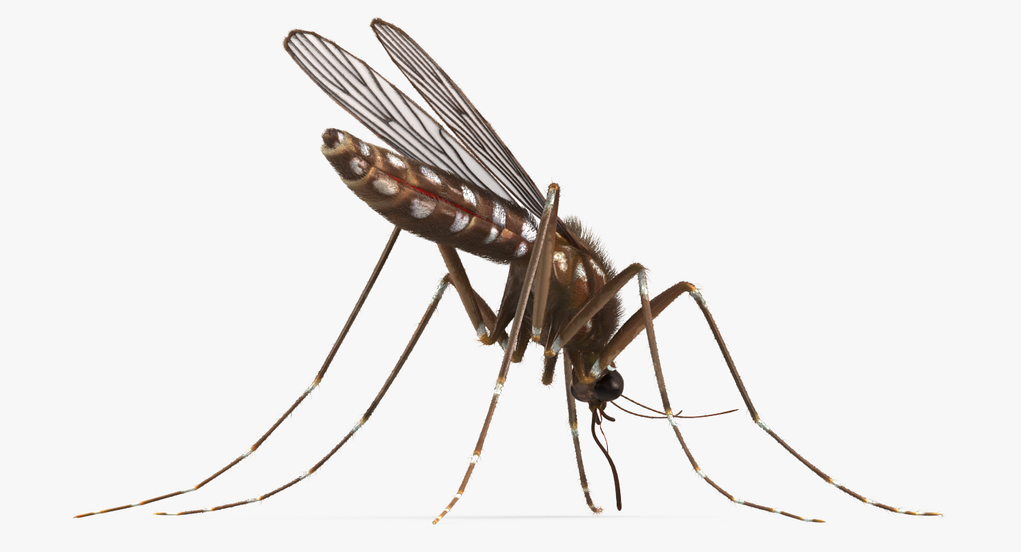 Mosquito Pose 2 with Fur 3D model