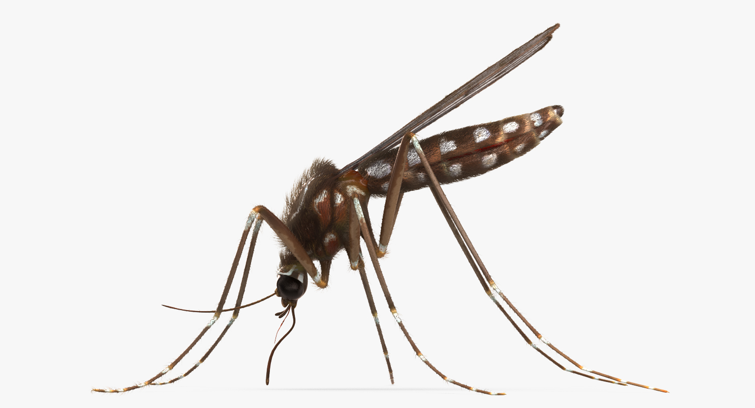 Mosquito Pose 2 with Fur 3D model