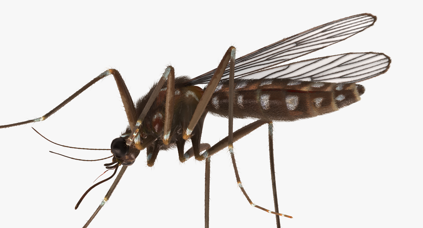 Mosquito Pose 2 with Fur 3D model