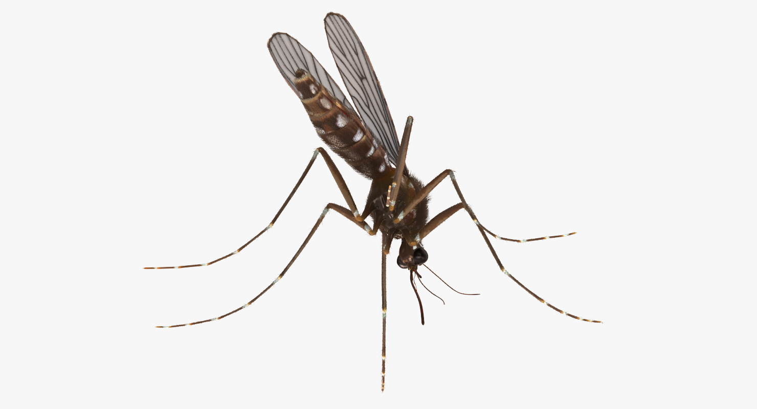 Mosquito Pose 2 with Fur 3D model