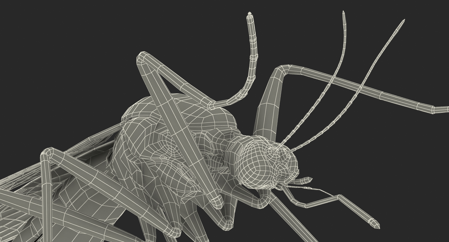 Mosquito Pose 2 with Fur 3D model