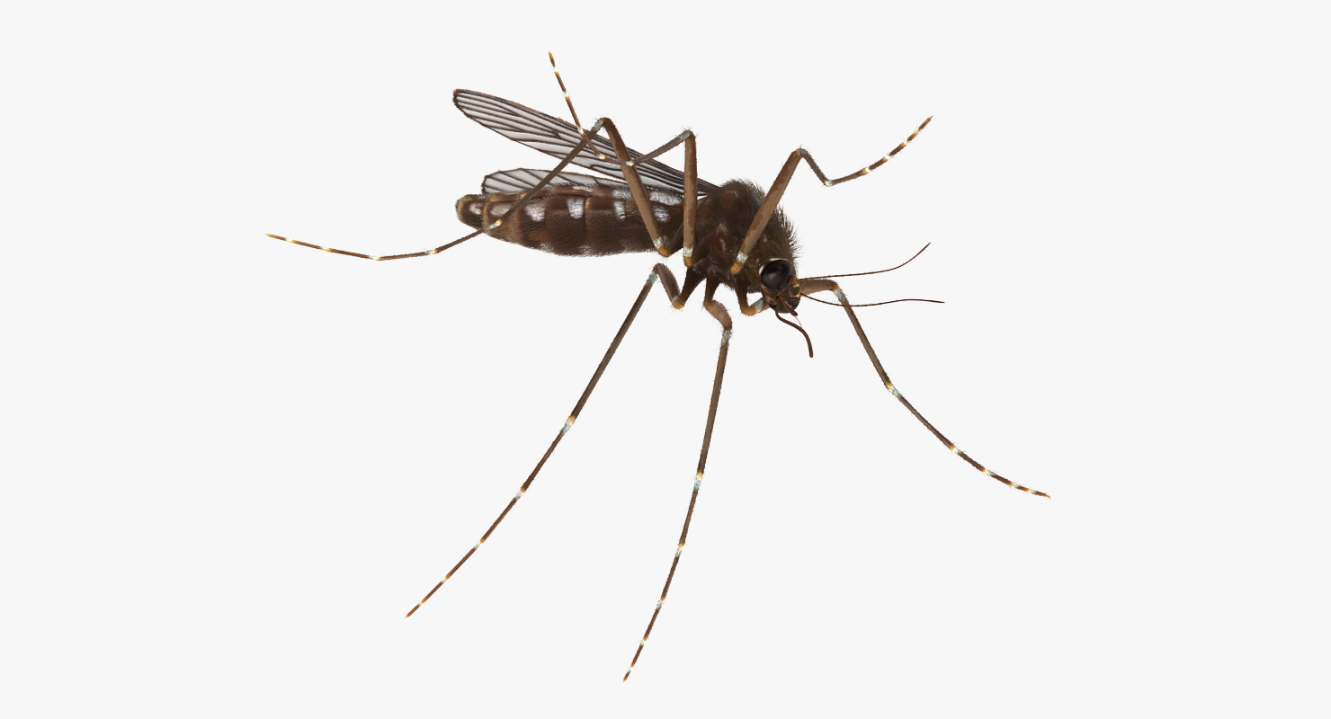 Mosquito Pose 2 with Fur 3D model