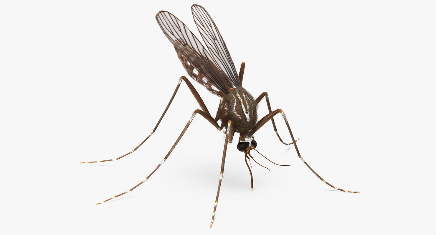 Mosquito Pose 2 with Fur 3D model