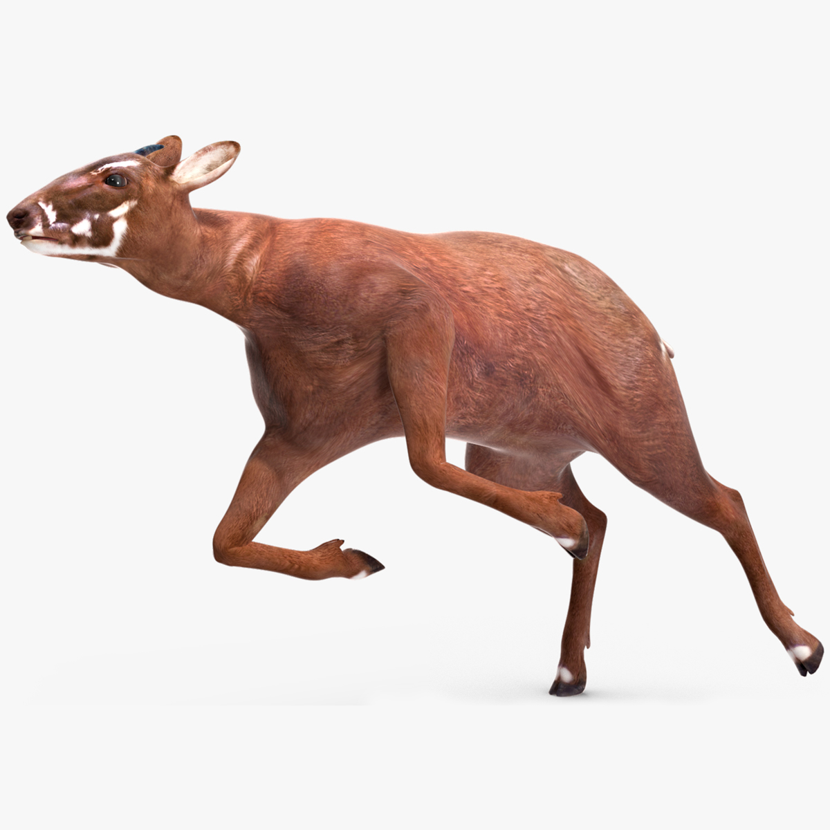 3D Saola Rigged for Cinema 4D