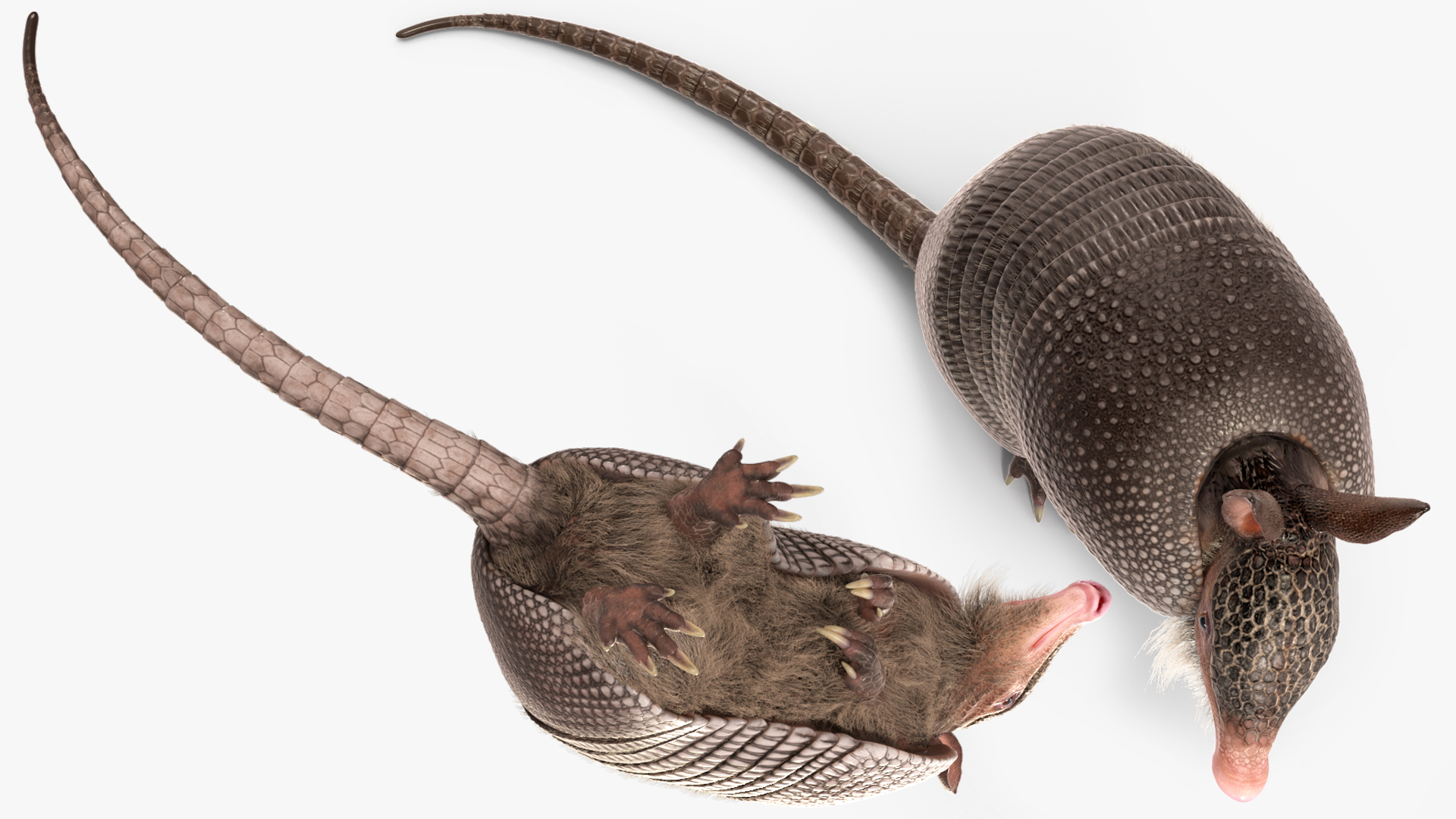 Armadillo in Hind Legs Pose Black Fur 3D