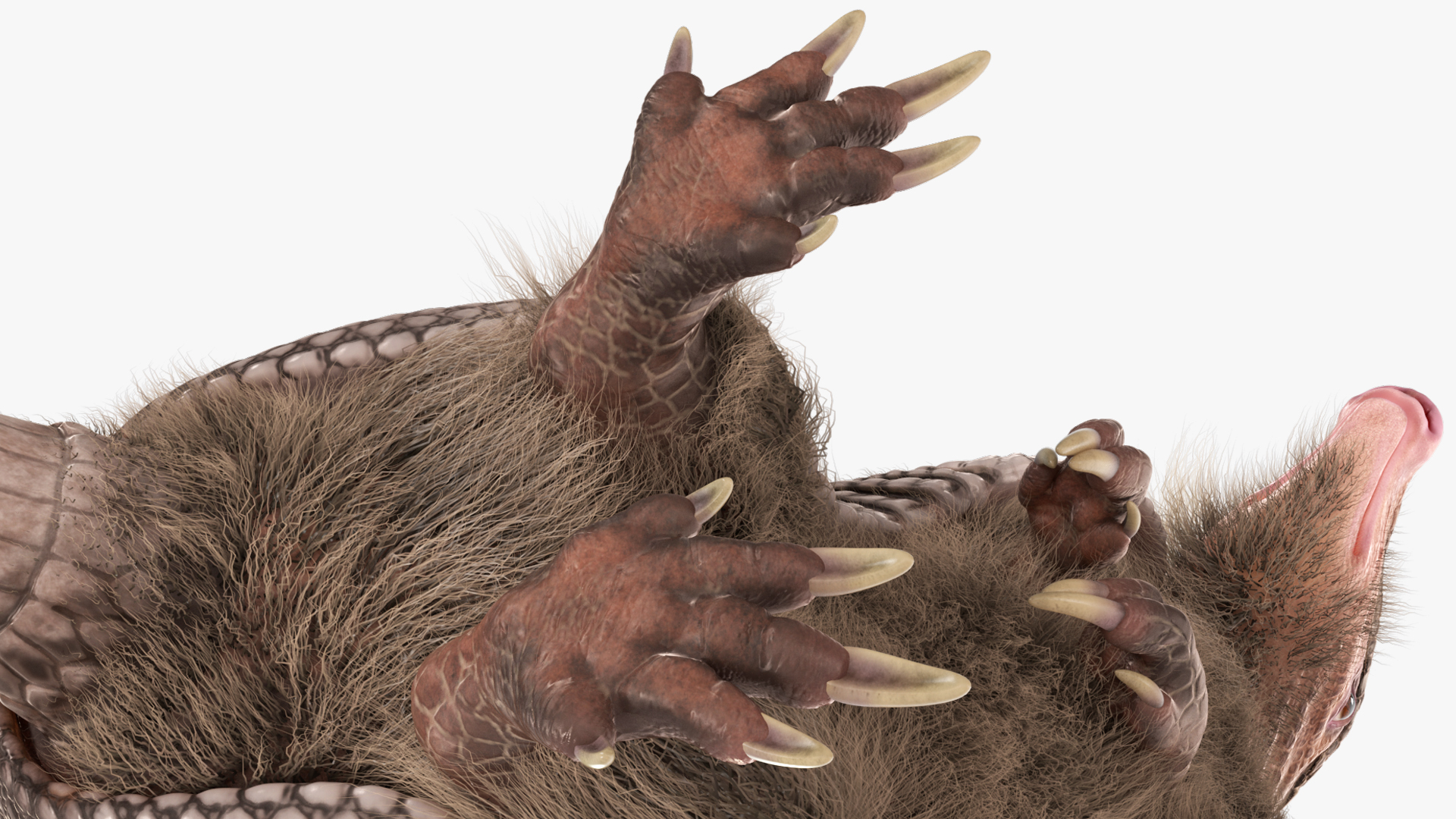 Armadillo in Hind Legs Pose Black Fur 3D