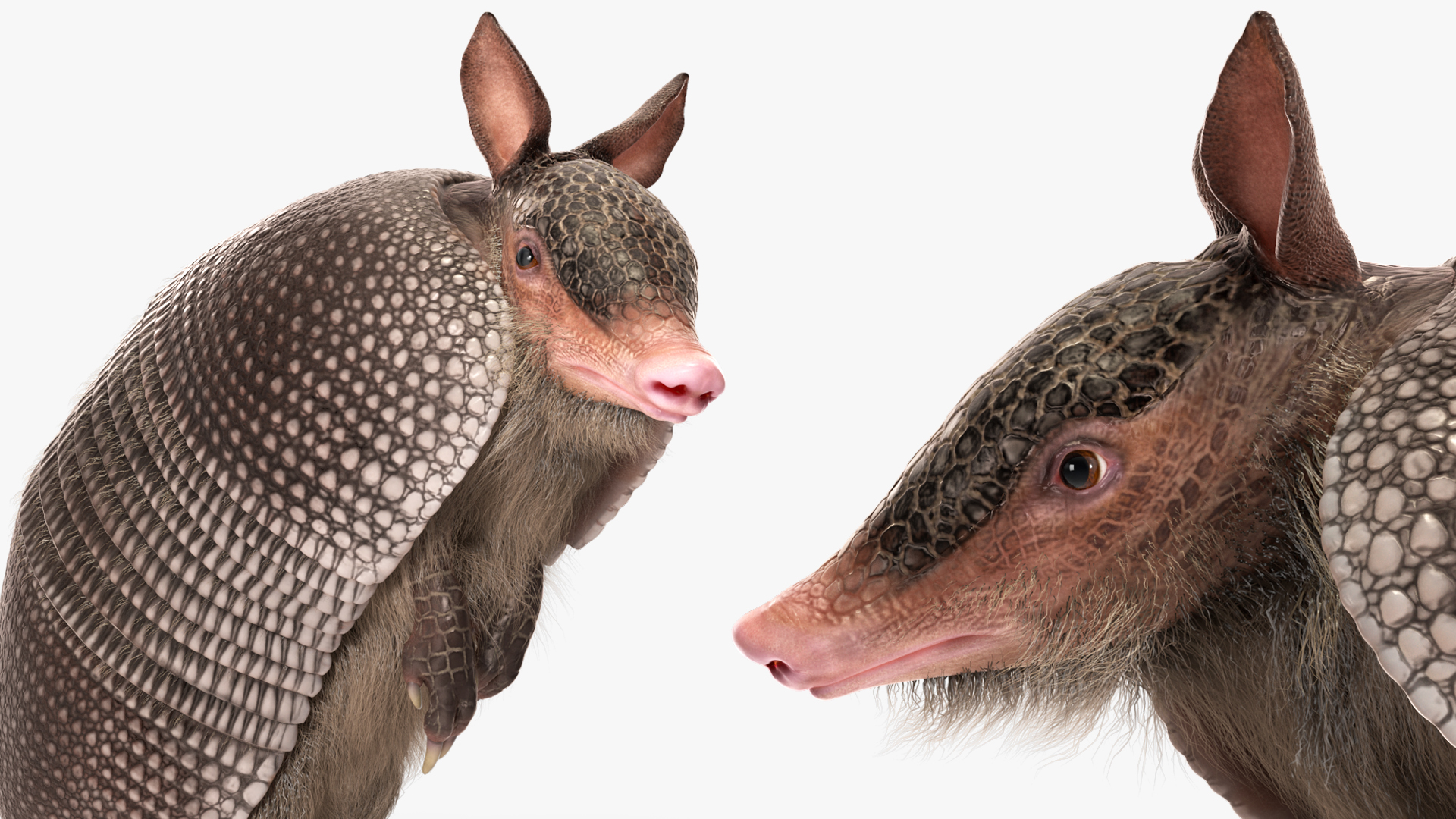 Armadillo in Hind Legs Pose Black Fur 3D