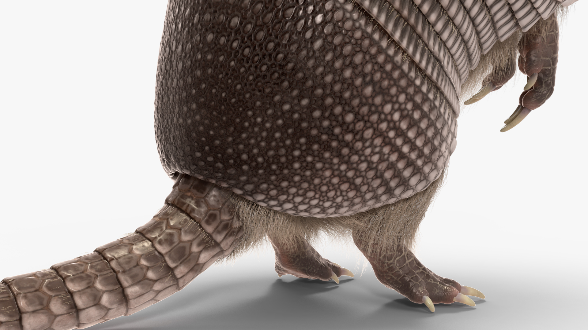 Armadillo in Hind Legs Pose Black Fur 3D