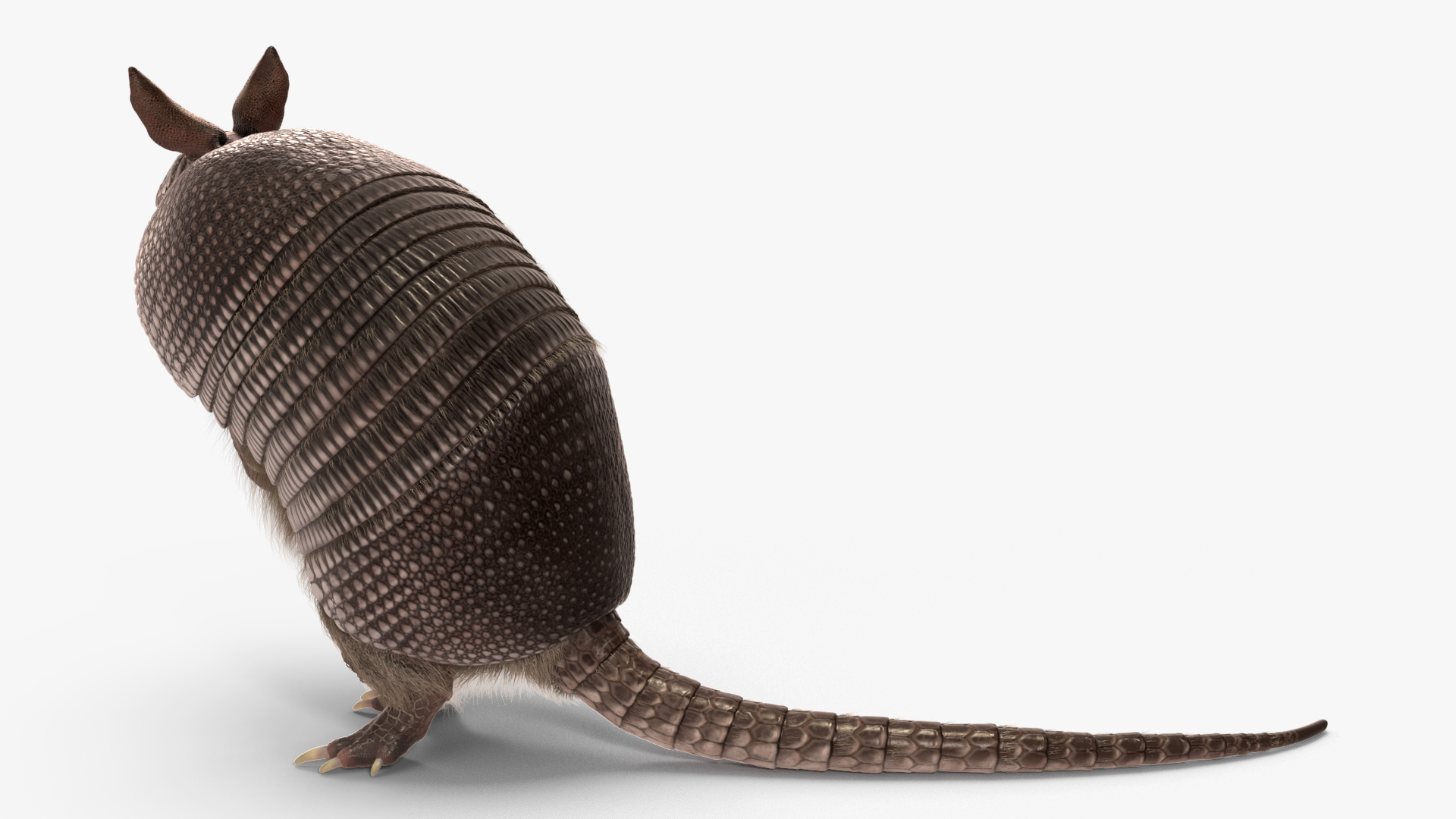 Armadillo in Hind Legs Pose Black Fur 3D