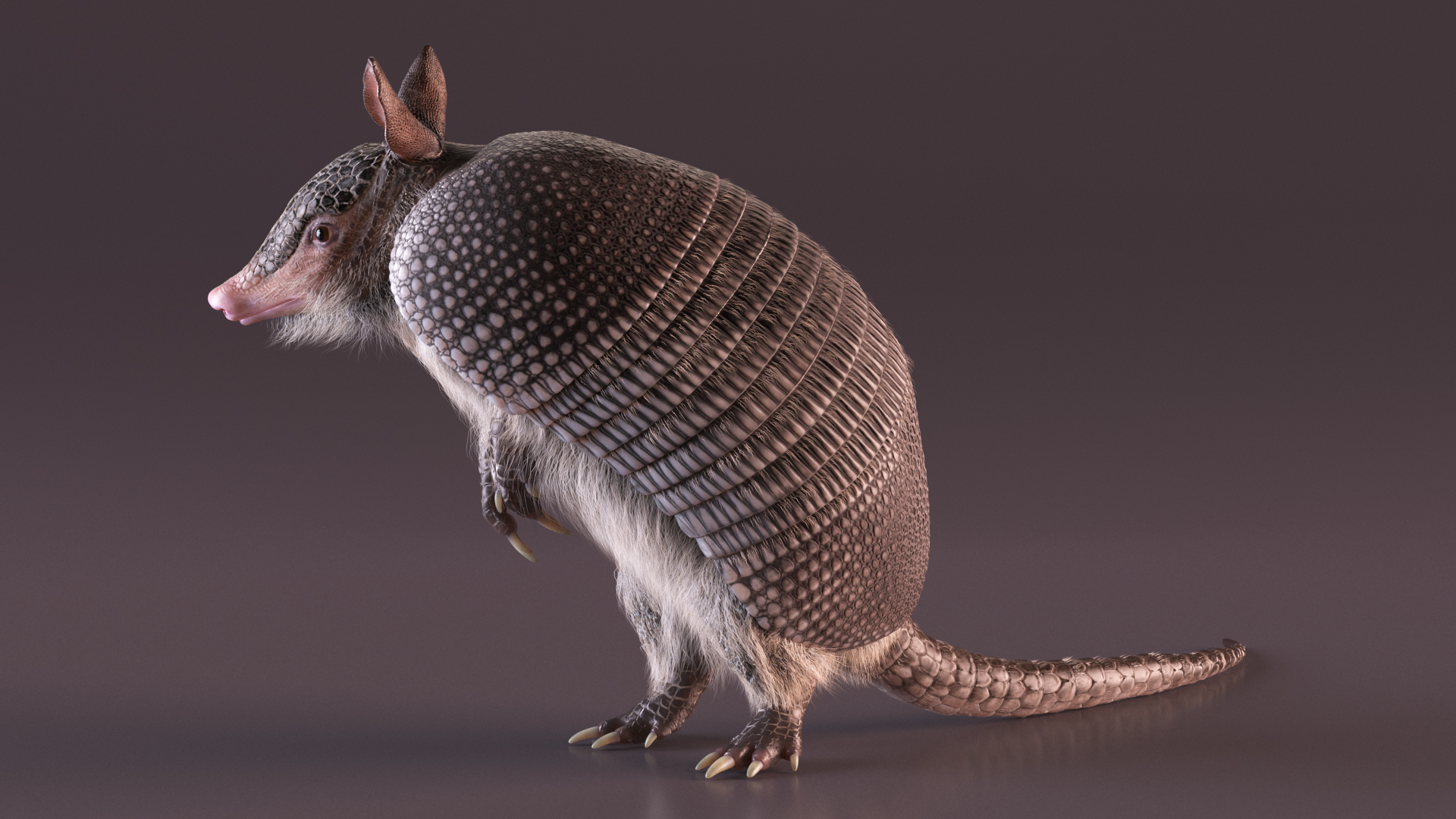 Armadillo in Hind Legs Pose Black Fur 3D
