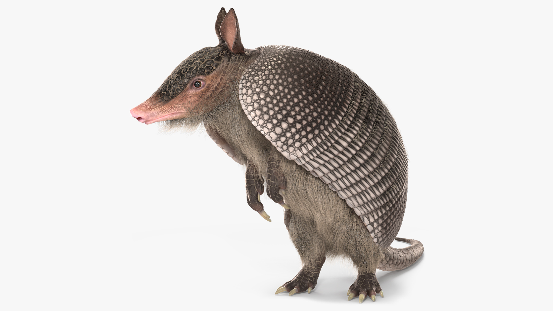 Armadillo in Hind Legs Pose Black Fur 3D