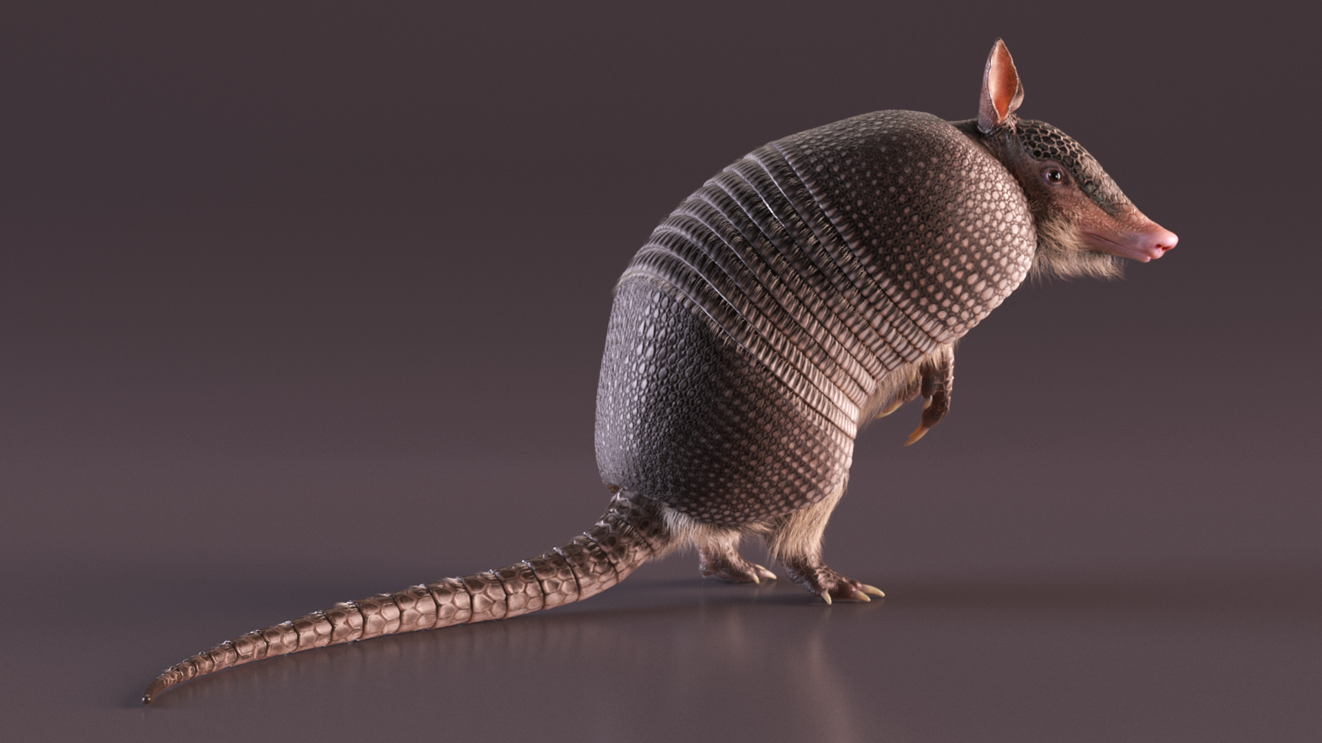 Armadillo in Hind Legs Pose Black Fur 3D