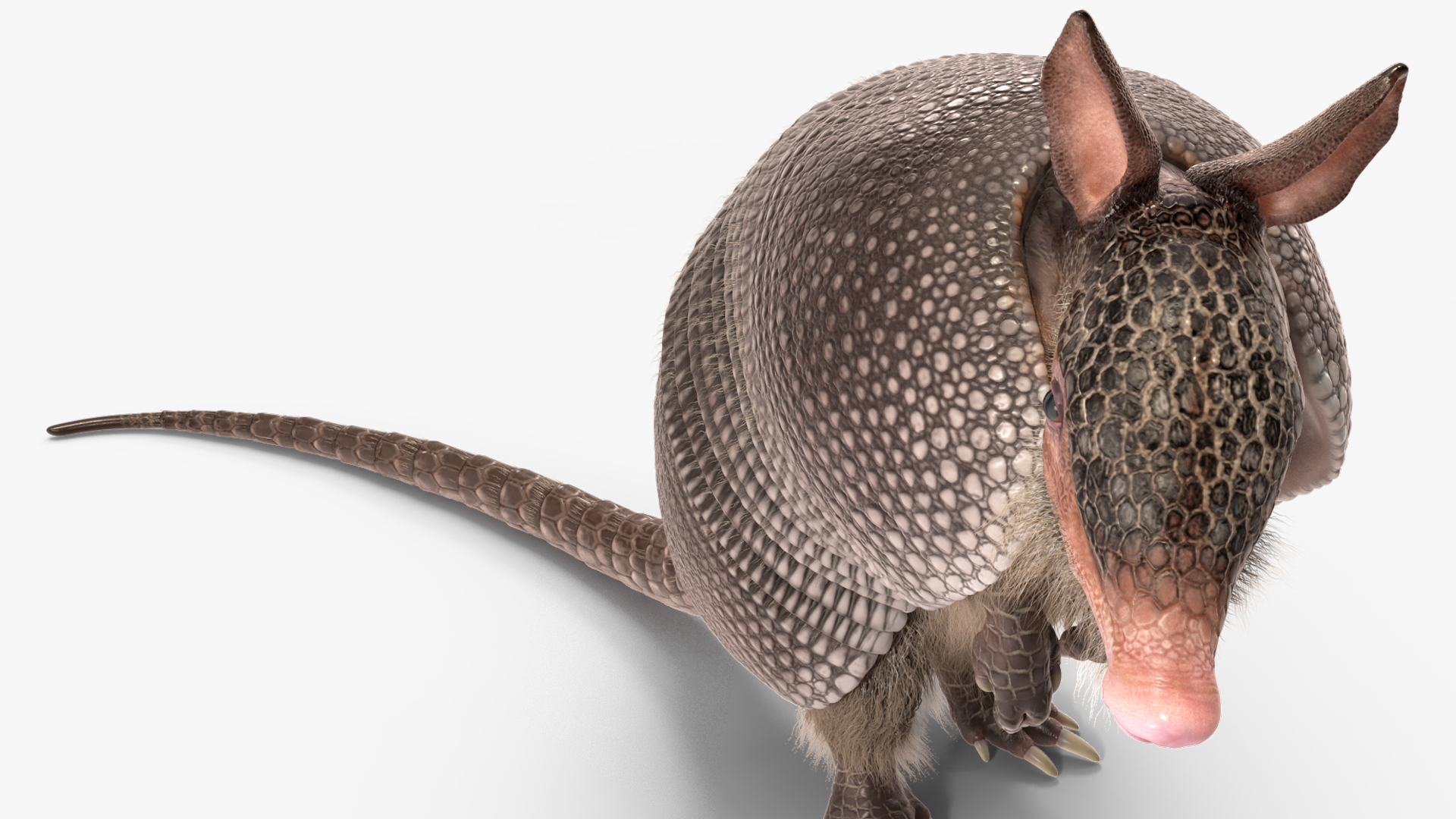 Armadillo in Hind Legs Pose Black Fur 3D
