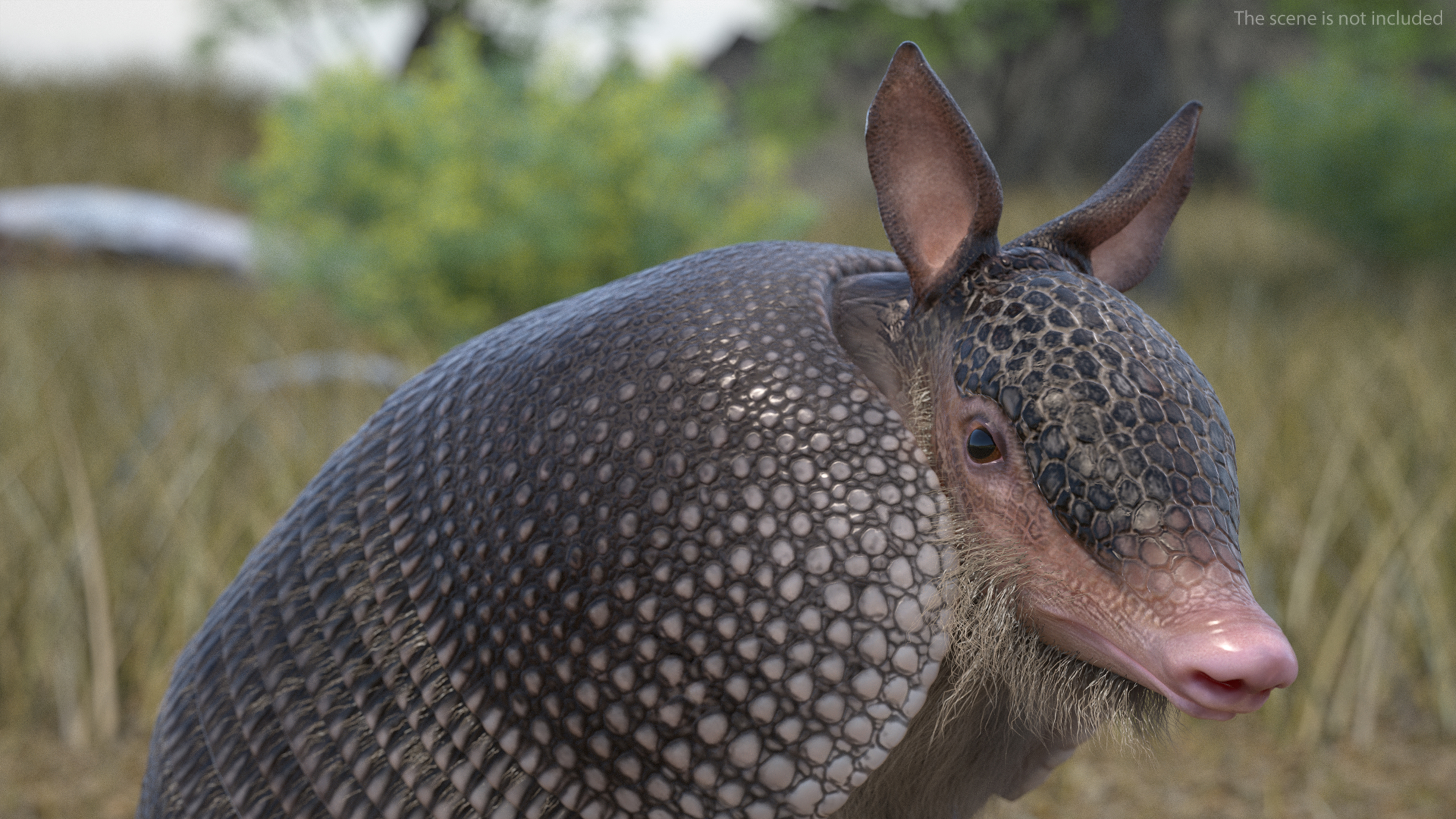 Armadillo in Hind Legs Pose Black Fur 3D