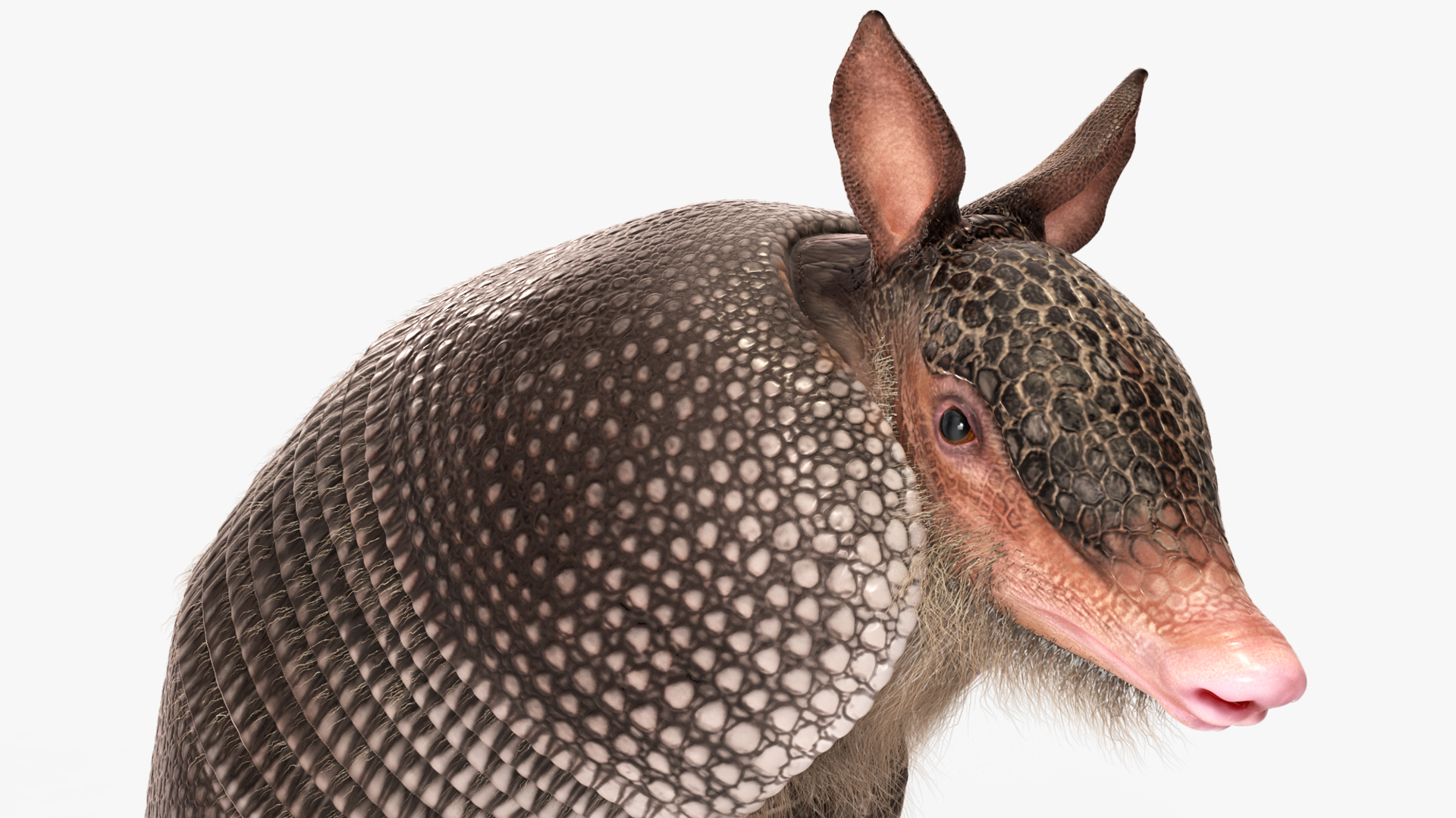 Armadillo in Hind Legs Pose Black Fur 3D
