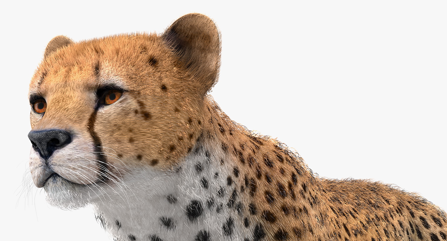 3D Cheetah with Fur