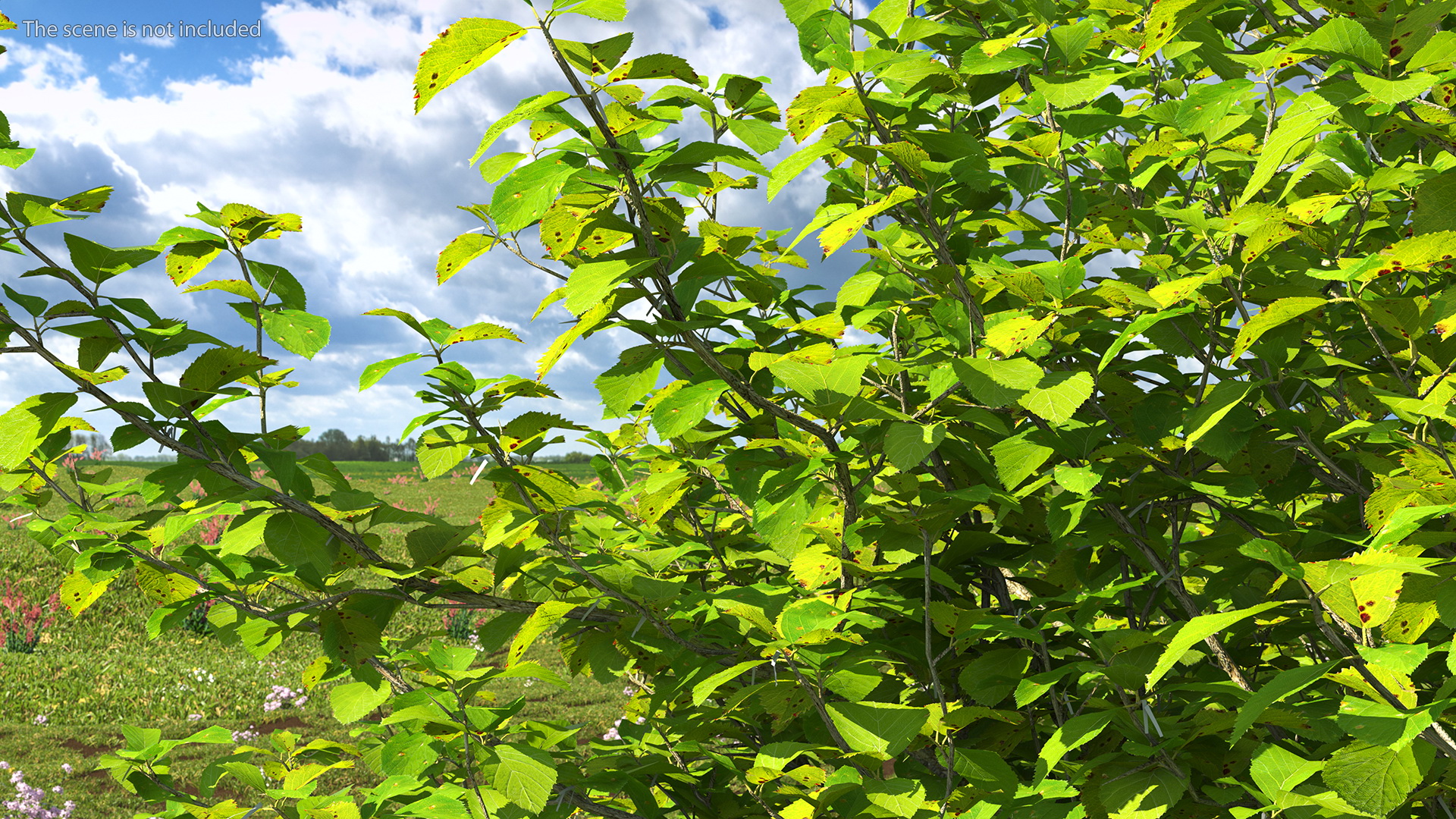 Cockspur Hawthorn 3D