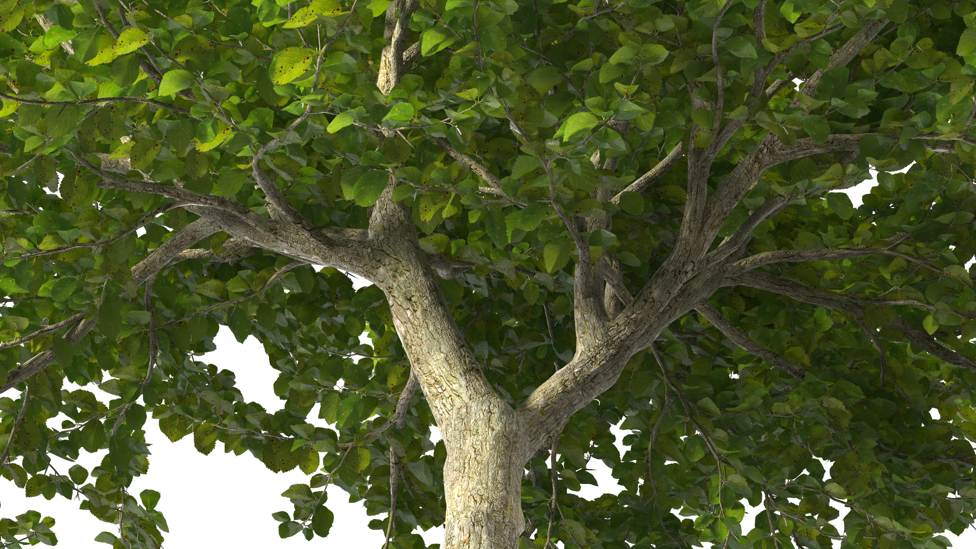 Cockspur Hawthorn 3D