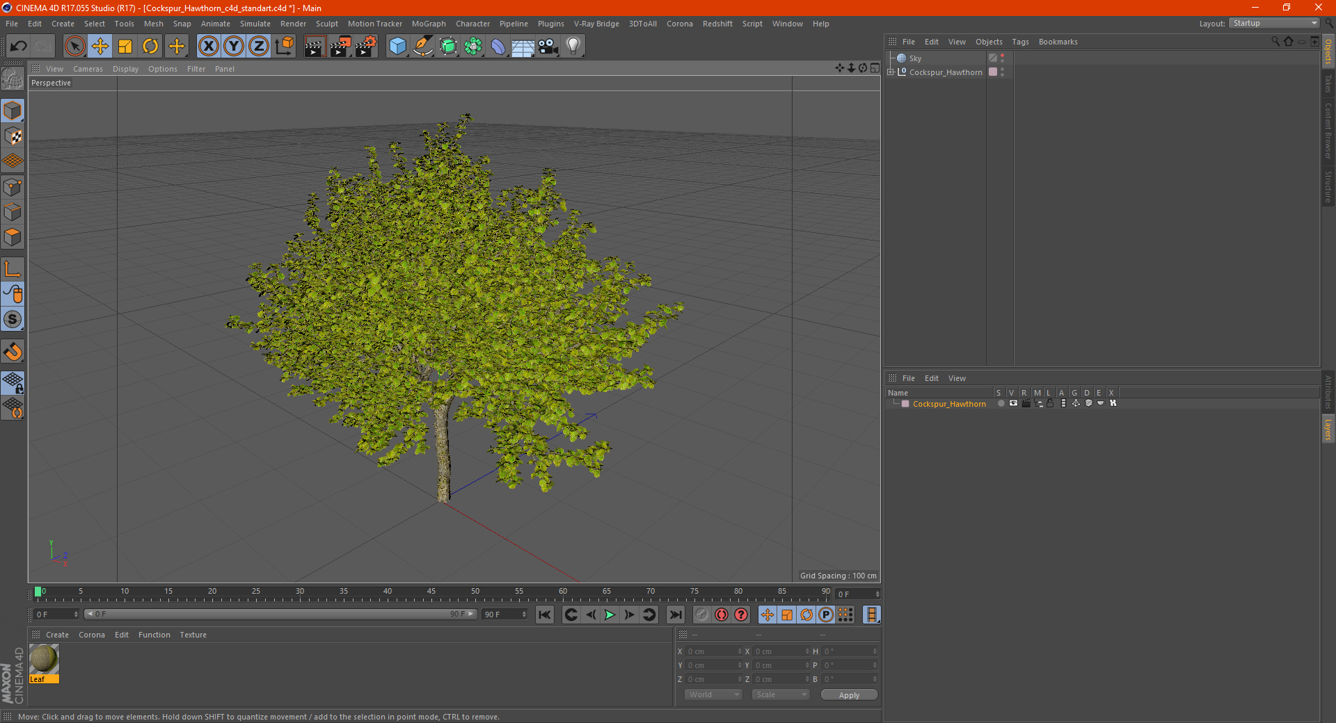 Cockspur Hawthorn 3D