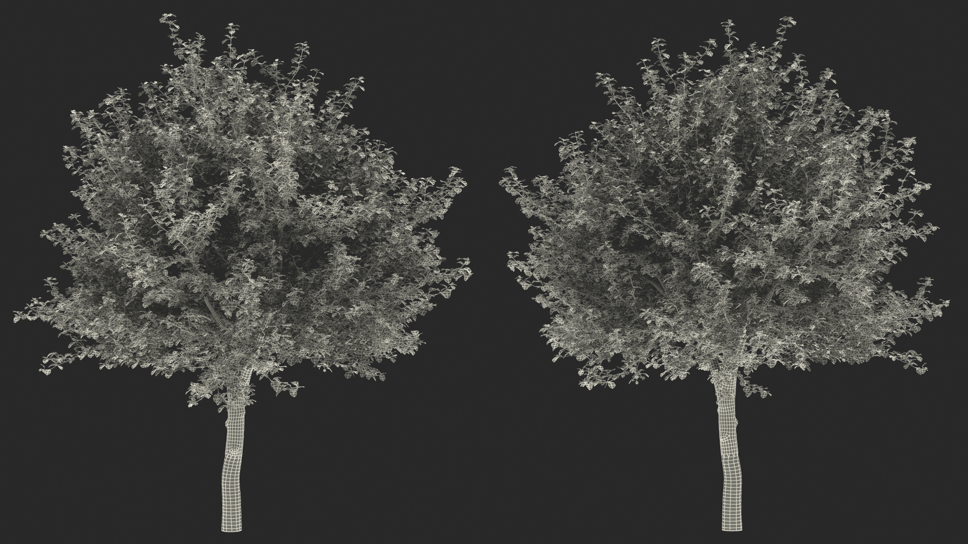 Cockspur Hawthorn 3D