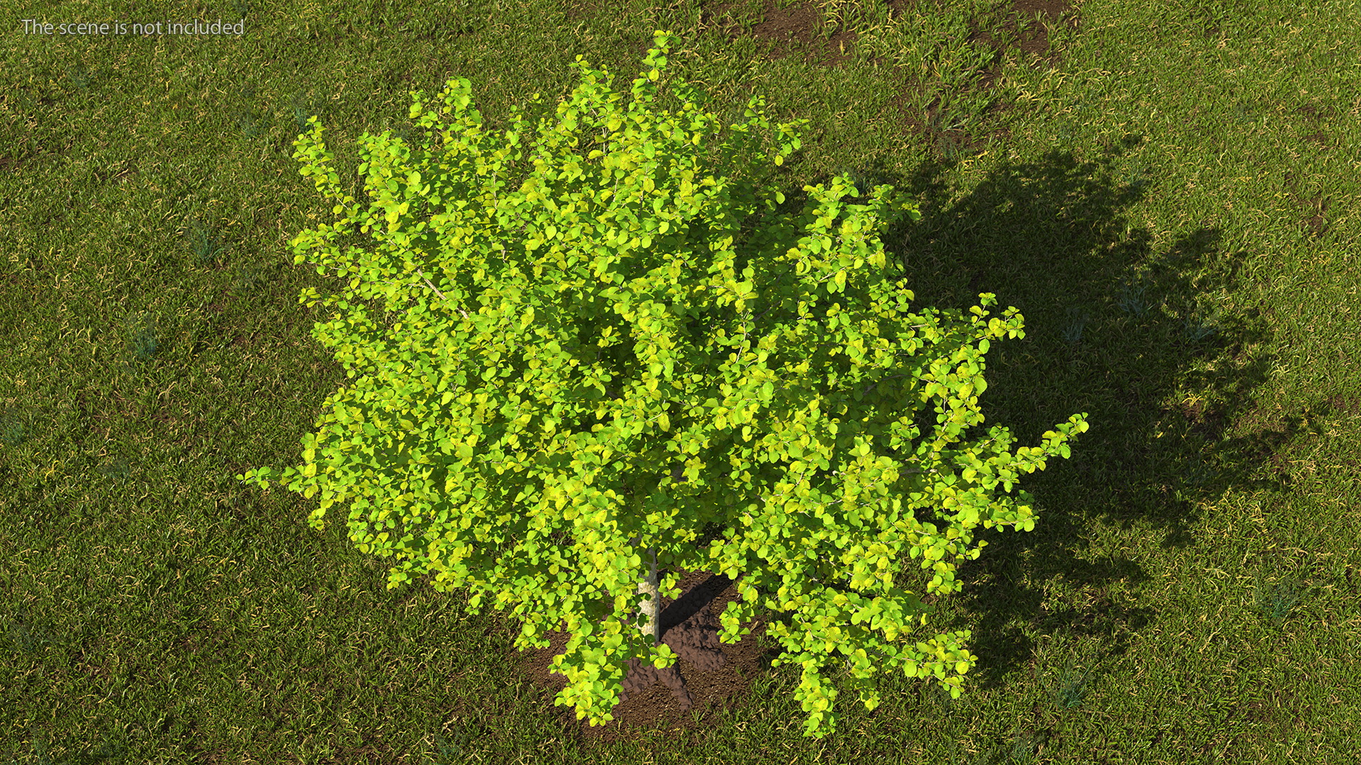 Cockspur Hawthorn 3D