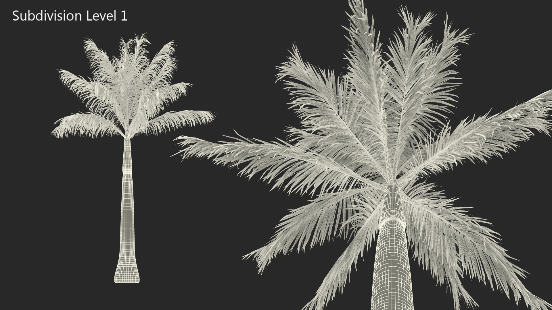 3D model Roystonea Regia Palm