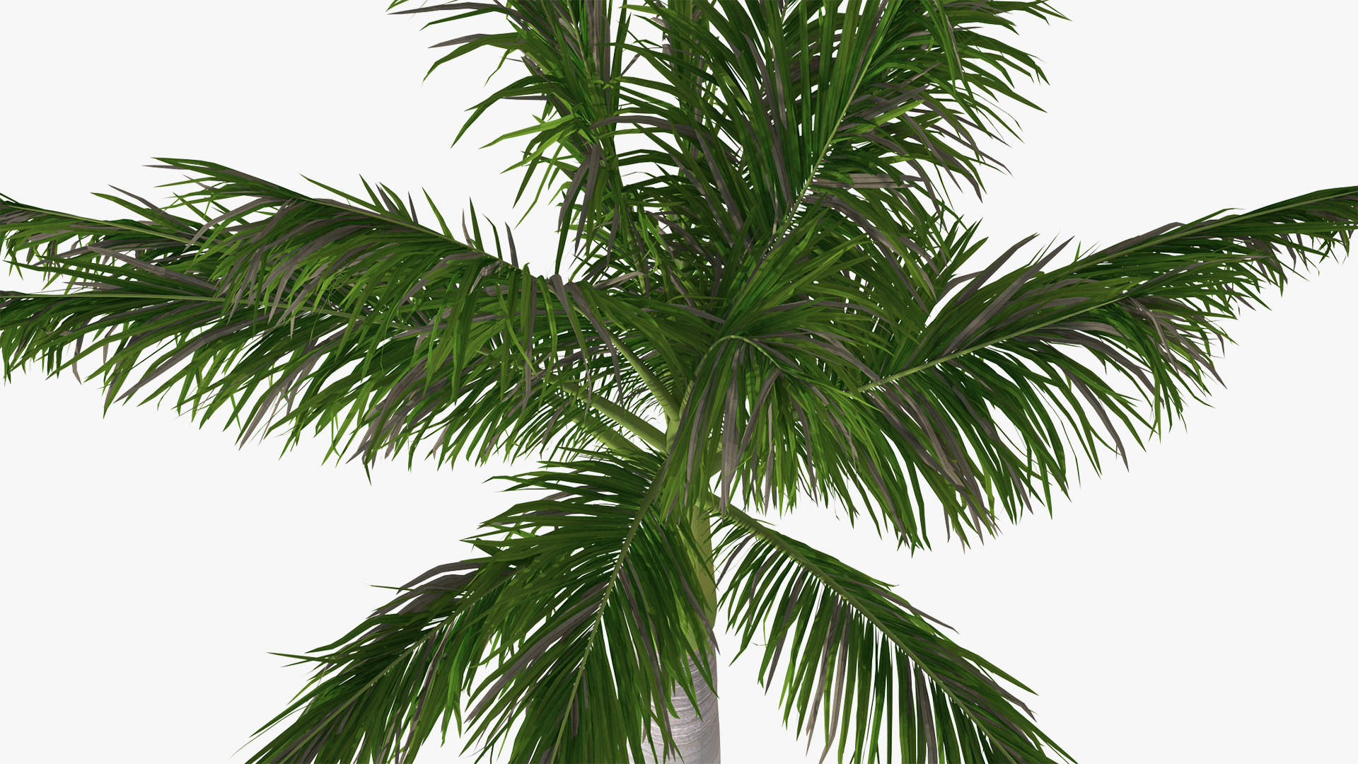 3D model Roystonea Regia Palm