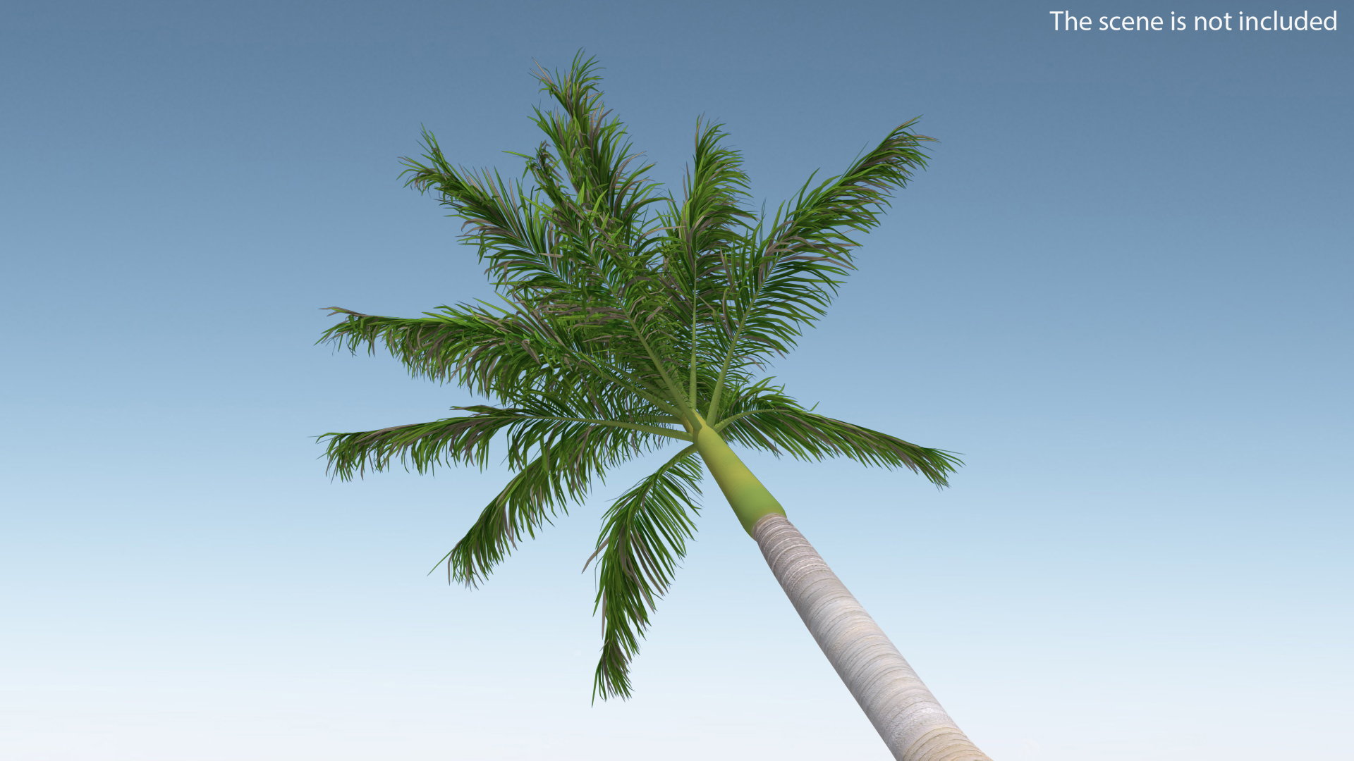 3D model Roystonea Regia Palm