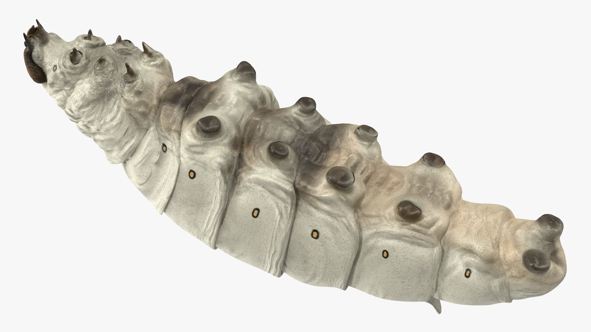 3D model Silkworm White Rigged for Maya