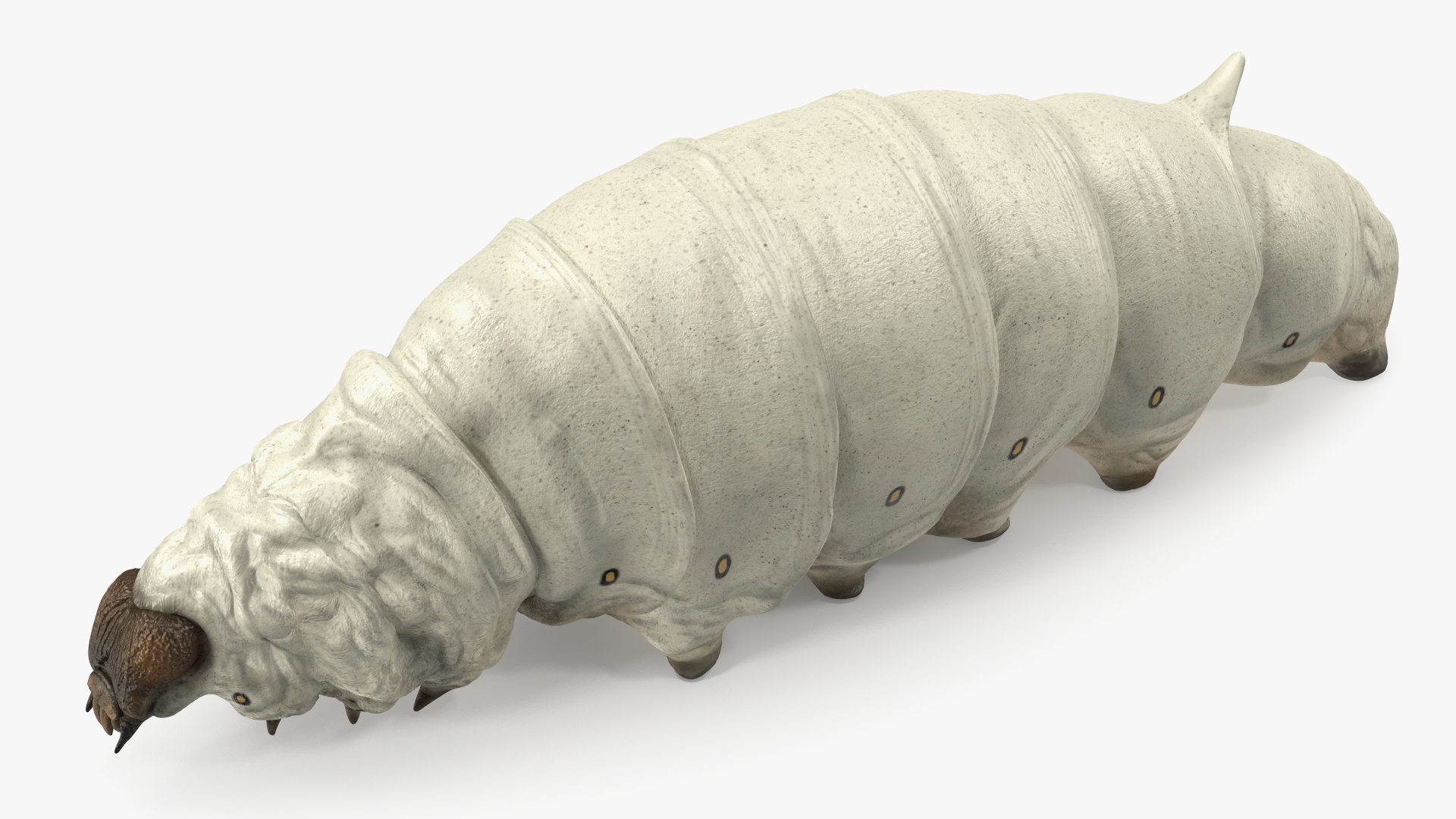 3D model Silkworm White Rigged for Maya