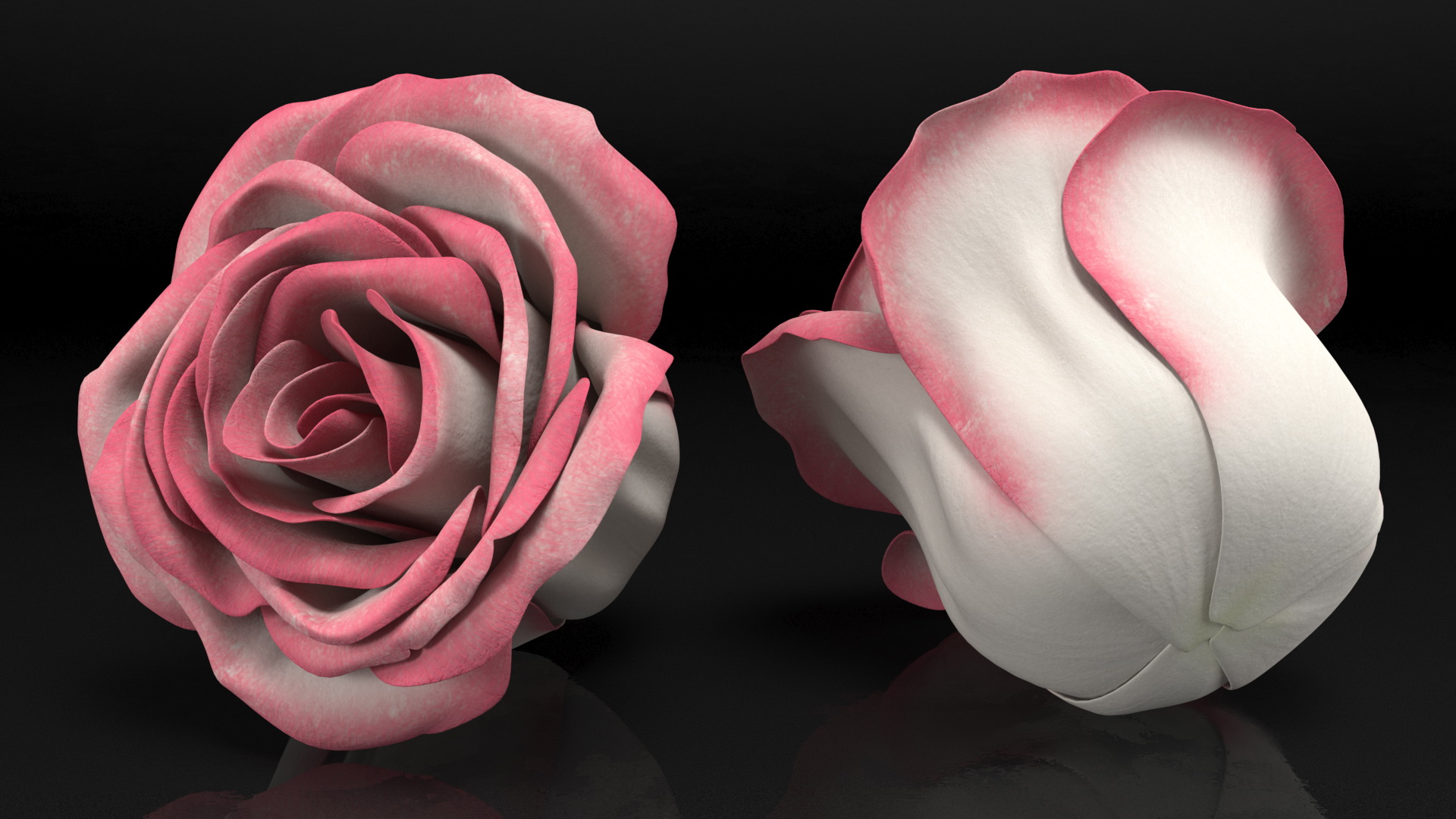 3D Rose Bud Pink model