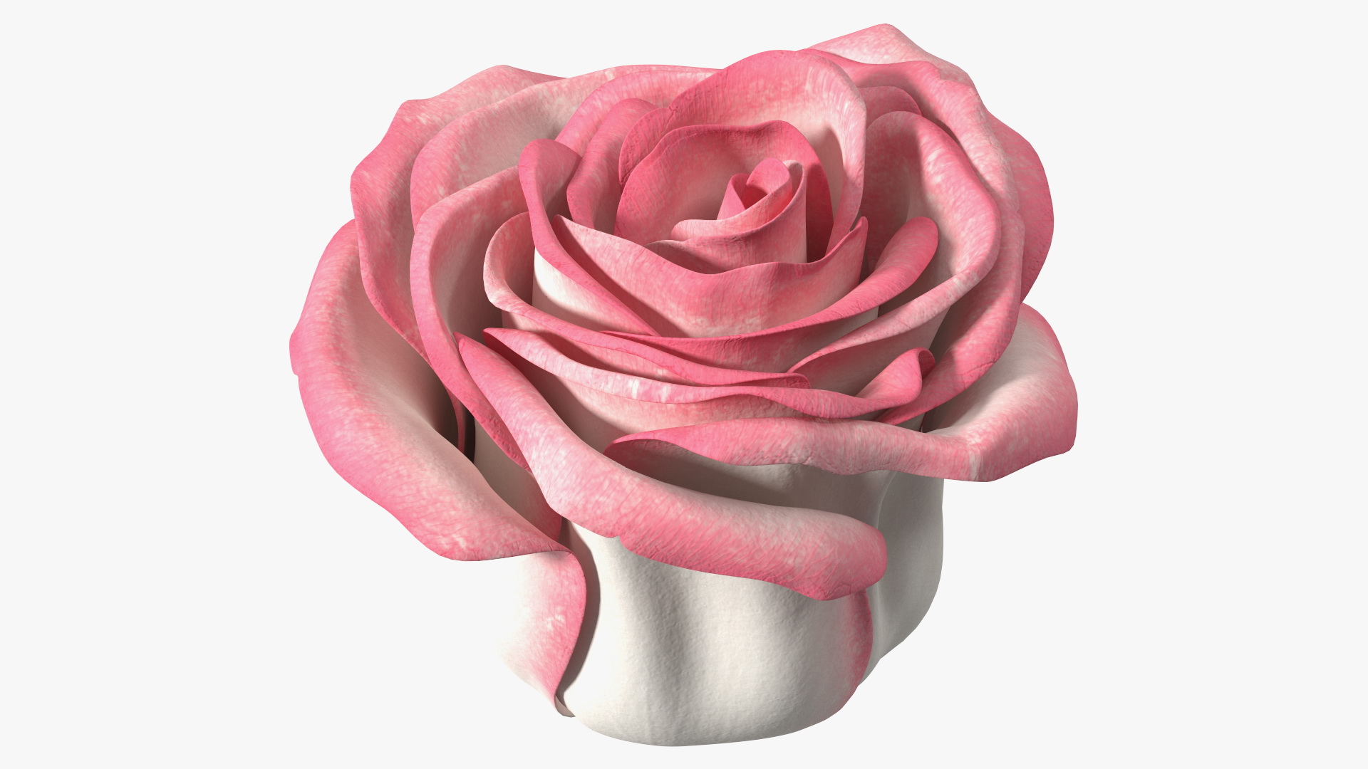 3D Rose Bud Pink model