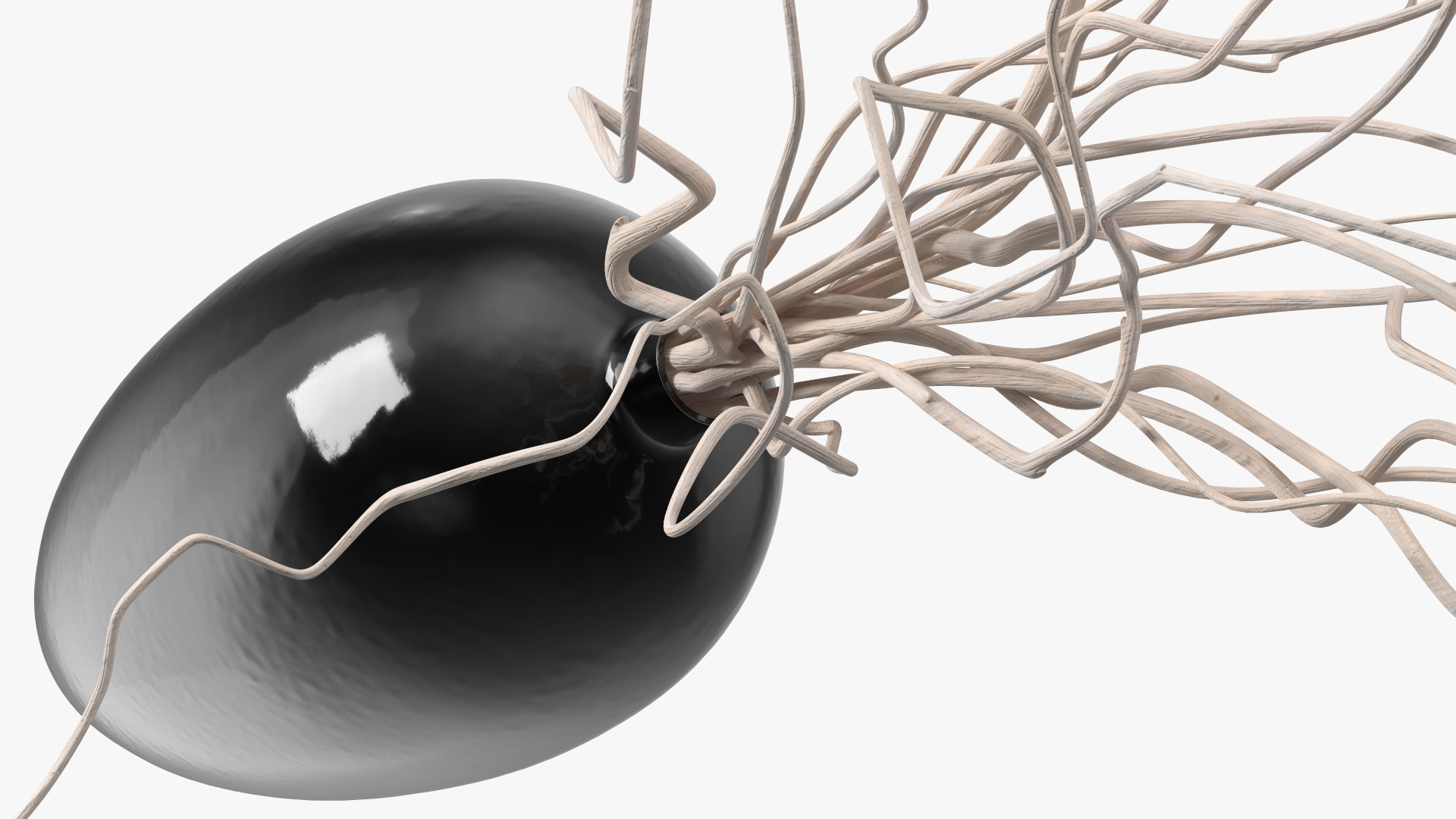 3D White Curly Willow Branches in Black Vase